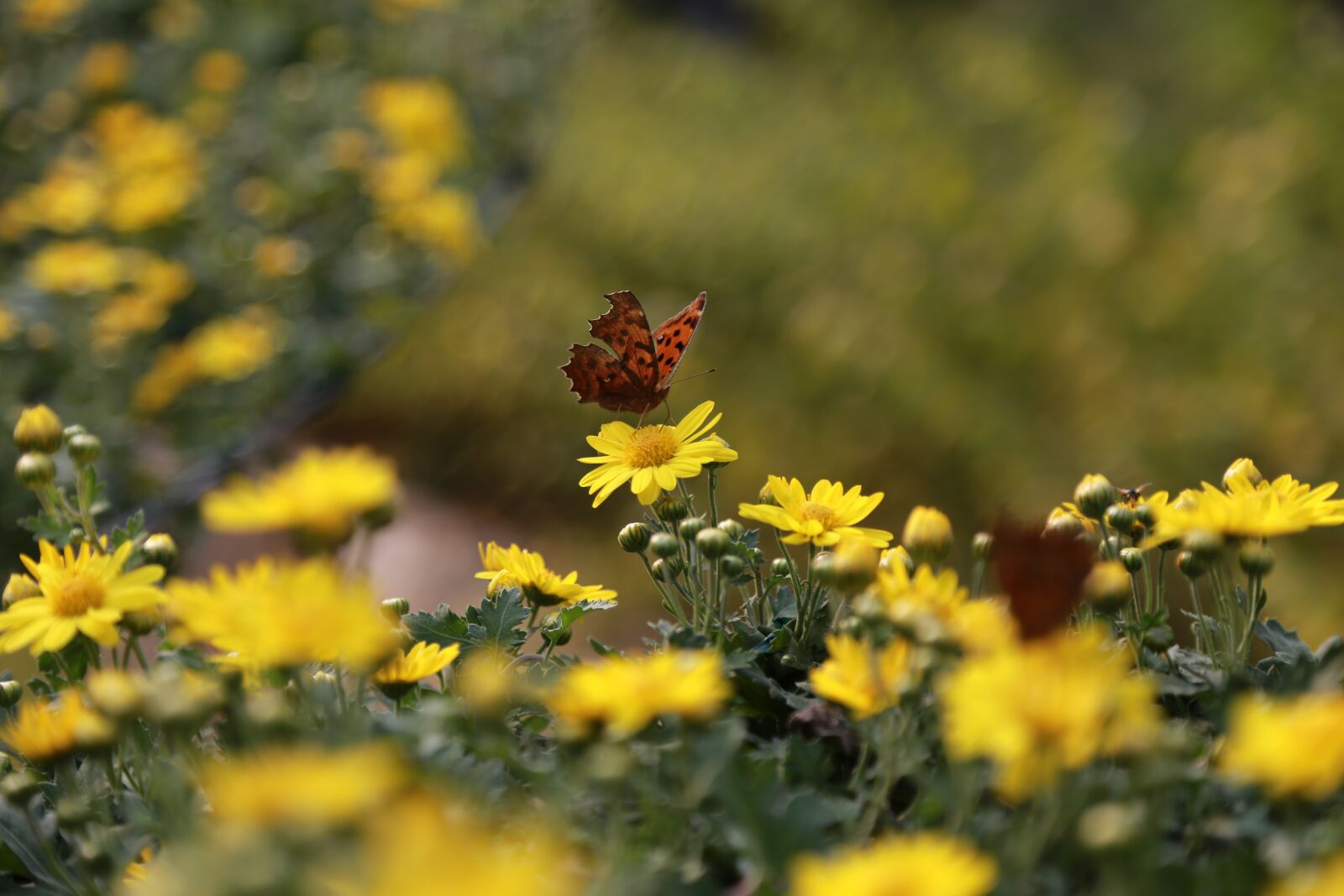Canon EOS 6D + Canon EF 24-105mm F4L IS USM sample photo. Flowers, nature, plants photography