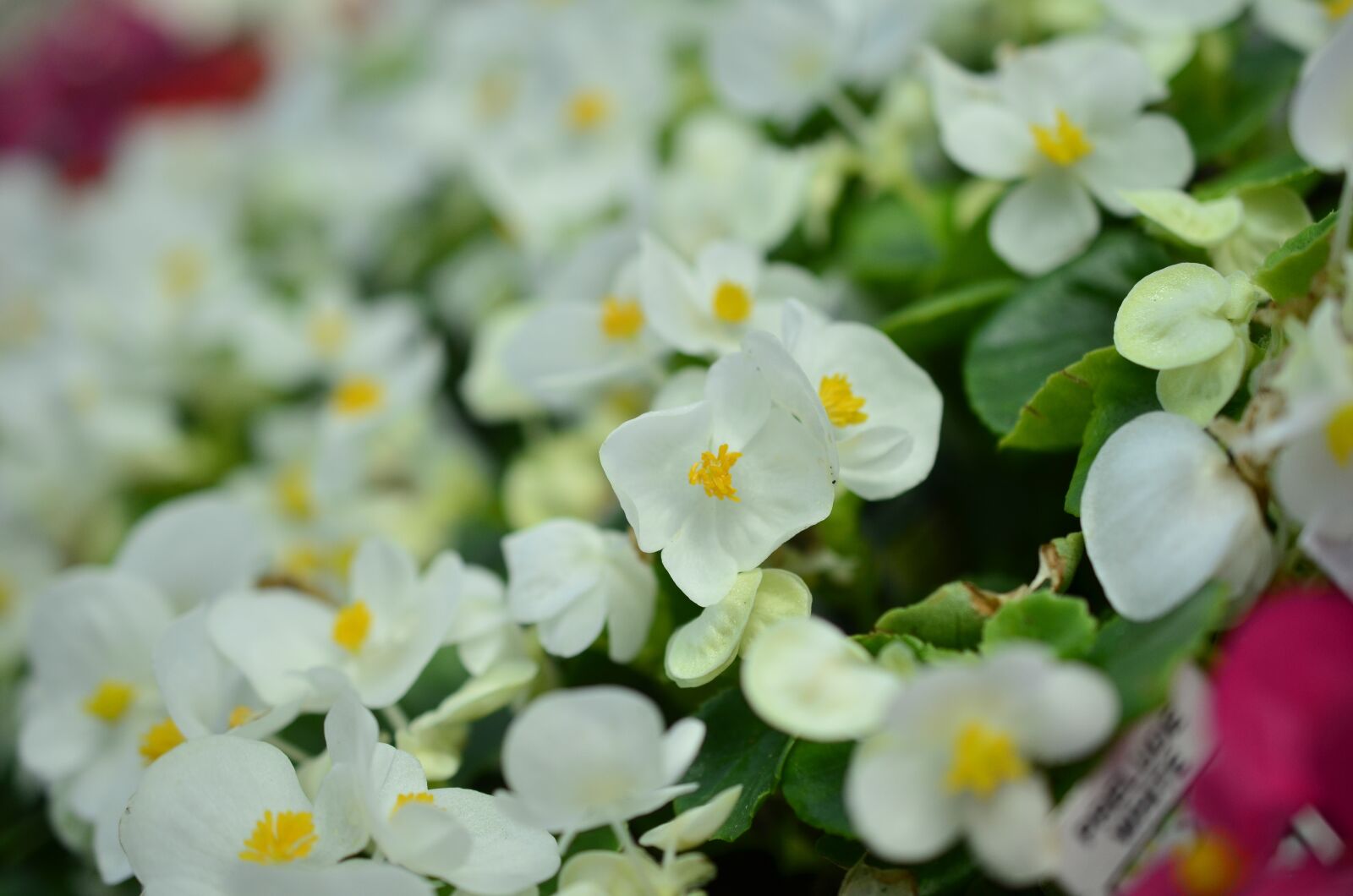 Nikon D5100 sample photo. White, begonia, bloom photography