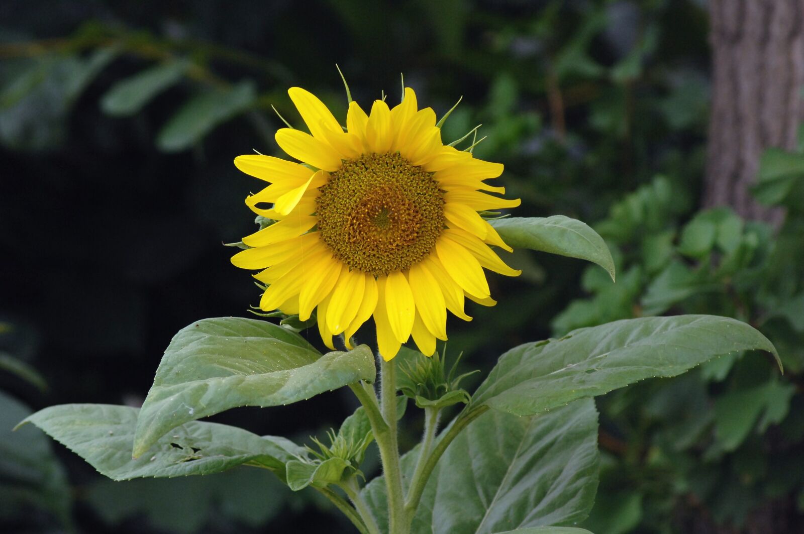 Nikon D2Xs sample photo. Sunflower, wind, yellow photography