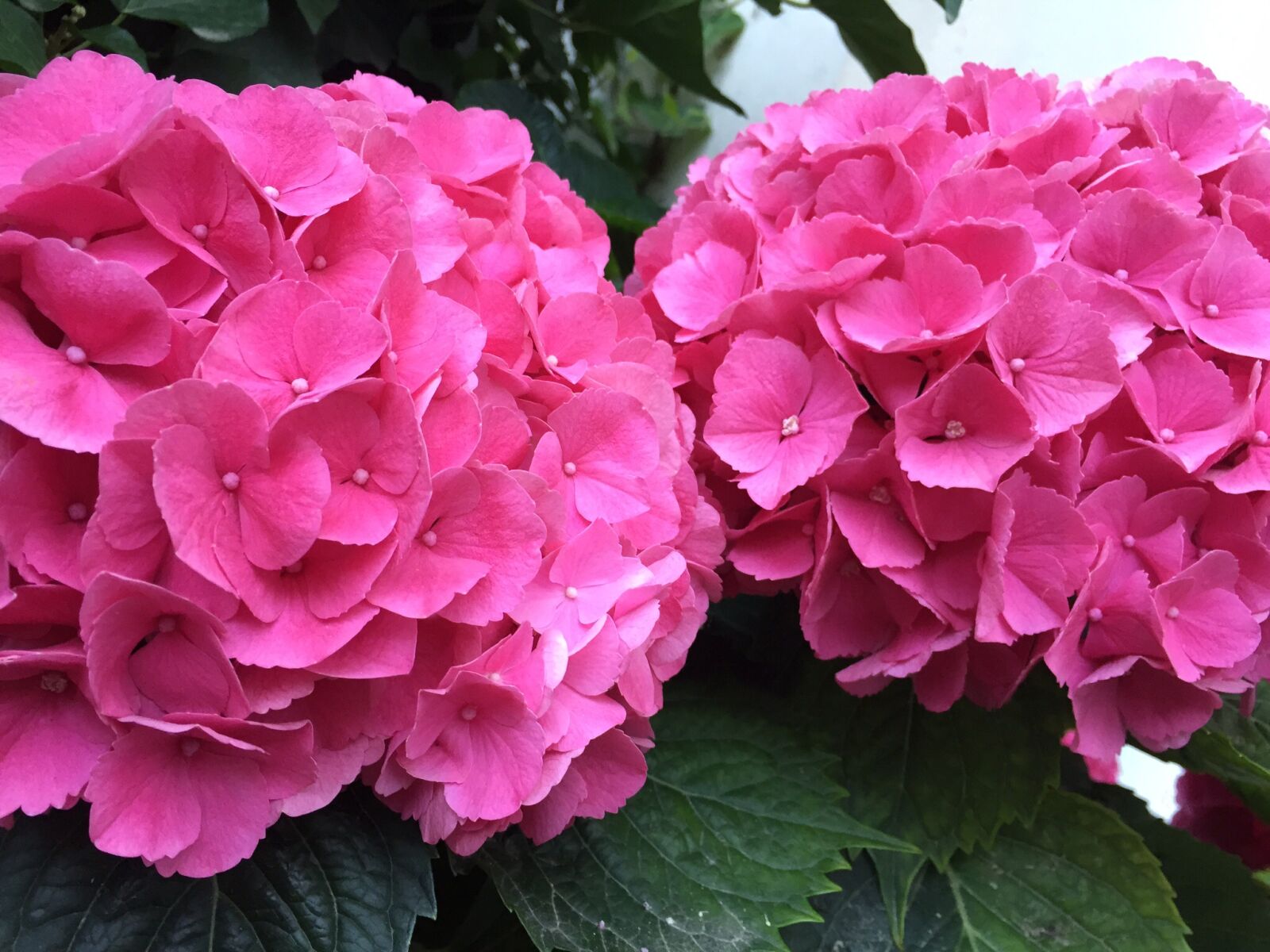 Apple iPhone 6 sample photo. Hydrangeas, blossom, bloom photography