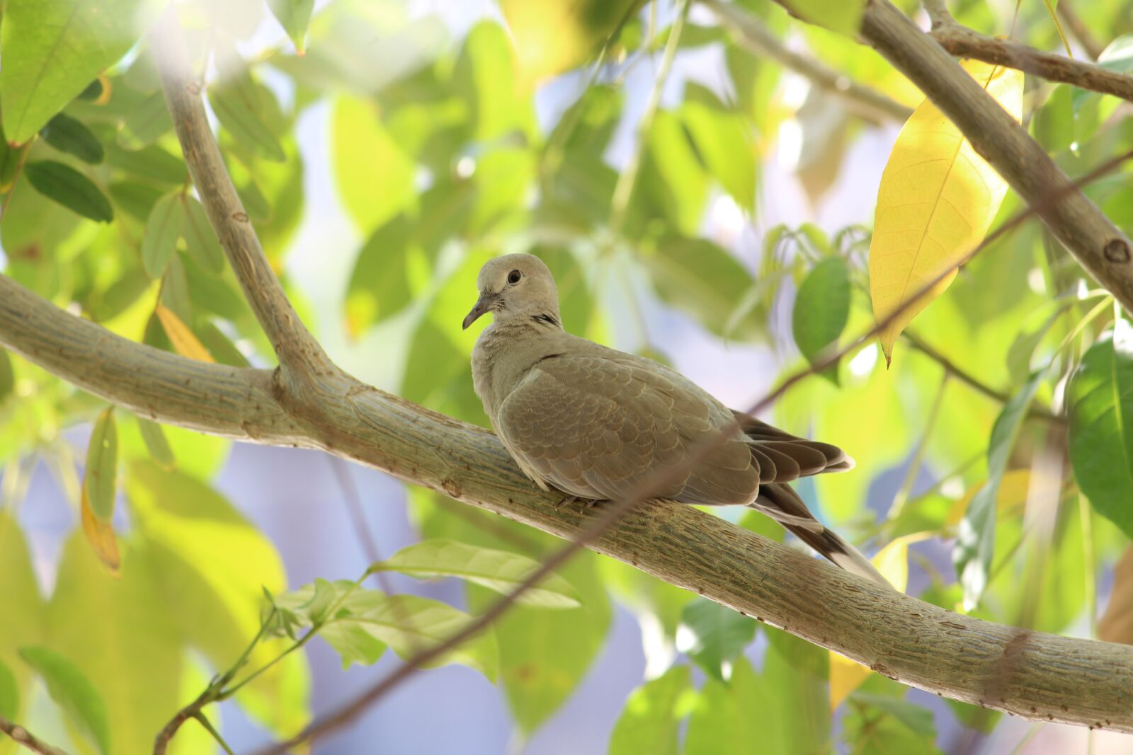 Canon EOS 1300D (EOS Rebel T6 / EOS Kiss X80) sample photo. Dove, ring-necked dove, birds photography