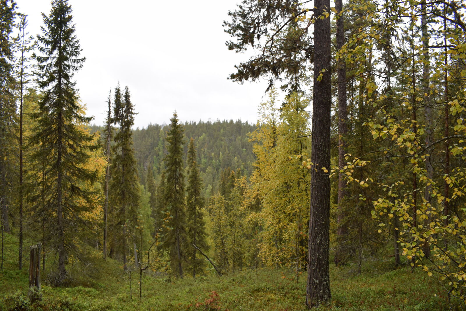 Nikon D3300 + Nikon AF-P DX Nikkor 18-55mm F3.5-5.6G sample photo. Autumn, finland, forest, pine photography