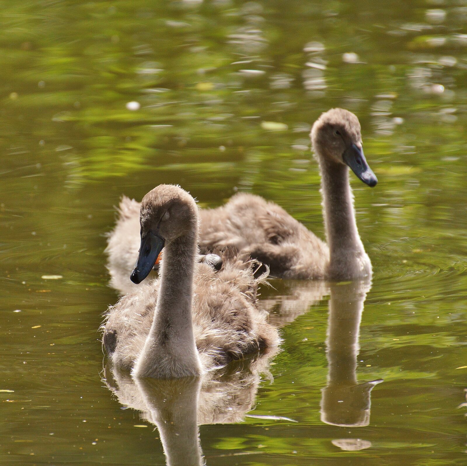 Nikon D3200 sample photo. Swan, bird, waters photography