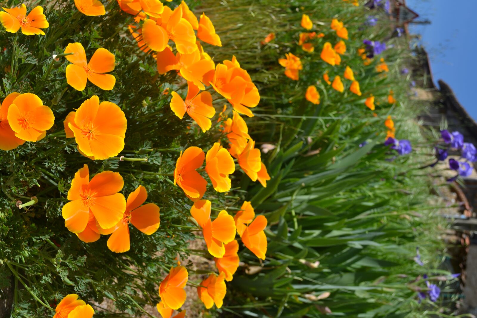 Nikon D3100 sample photo. Flowers, nature, flower photography