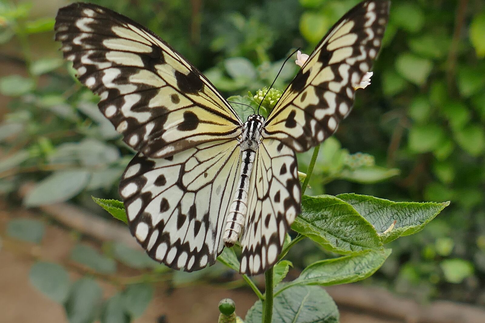 Panasonic Lumix DMC-FZ1000 sample photo. White baumnyphe, butterfly, insect photography