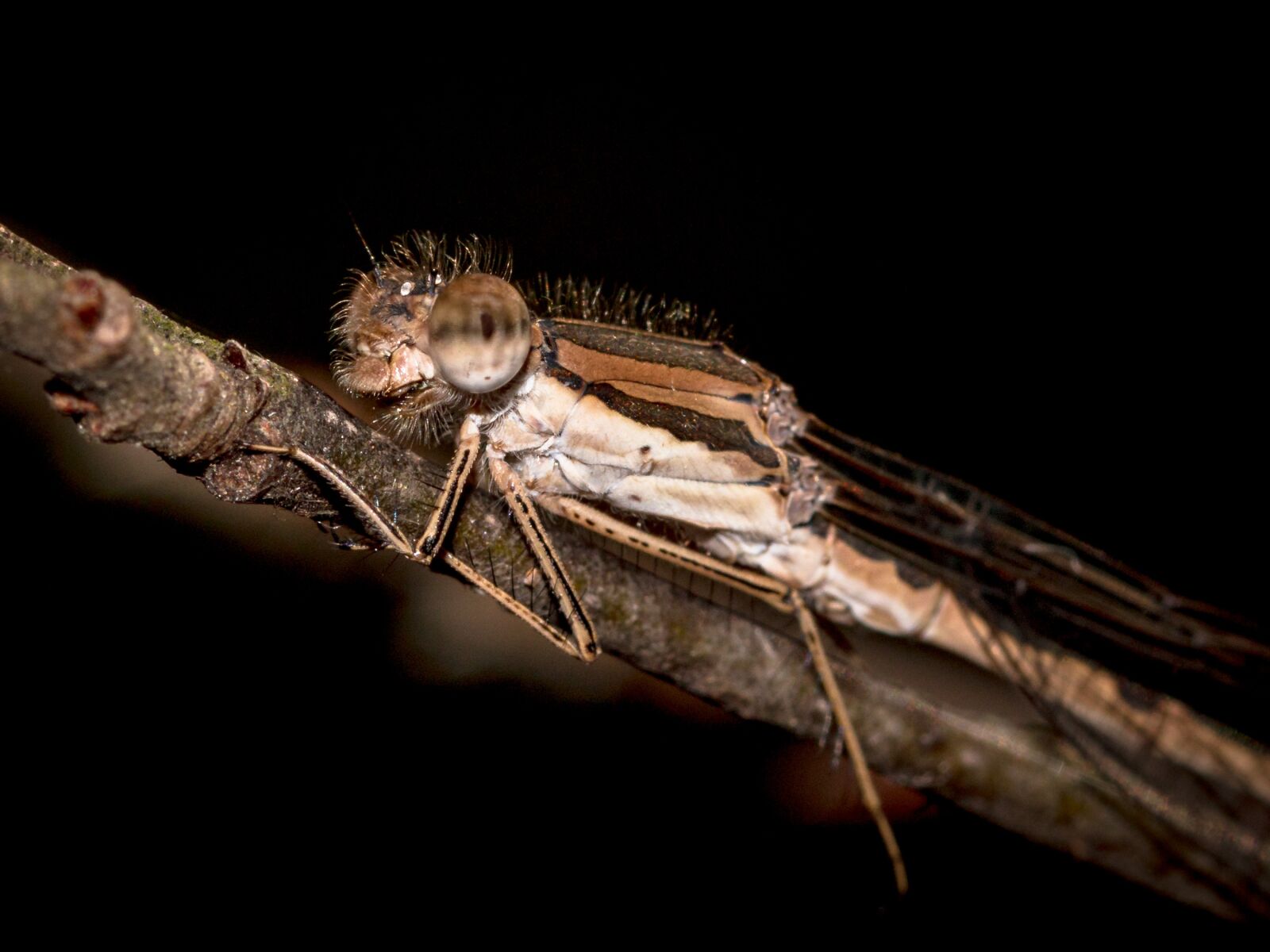 Canon EOS 70D sample photo. Dragonfly, hawker, insect photography