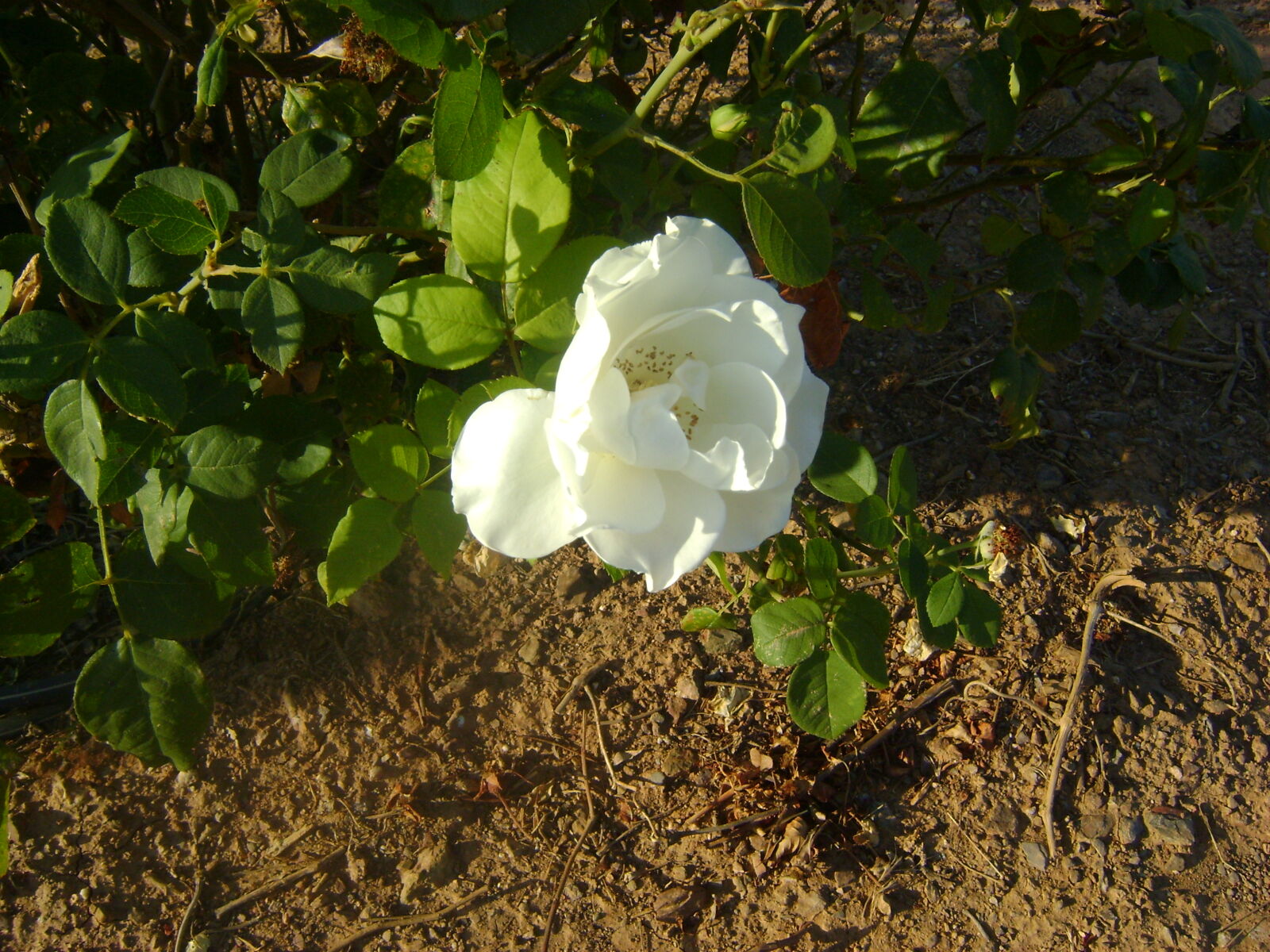 Sony DSC-S730 sample photo. White, rose, 2 photography