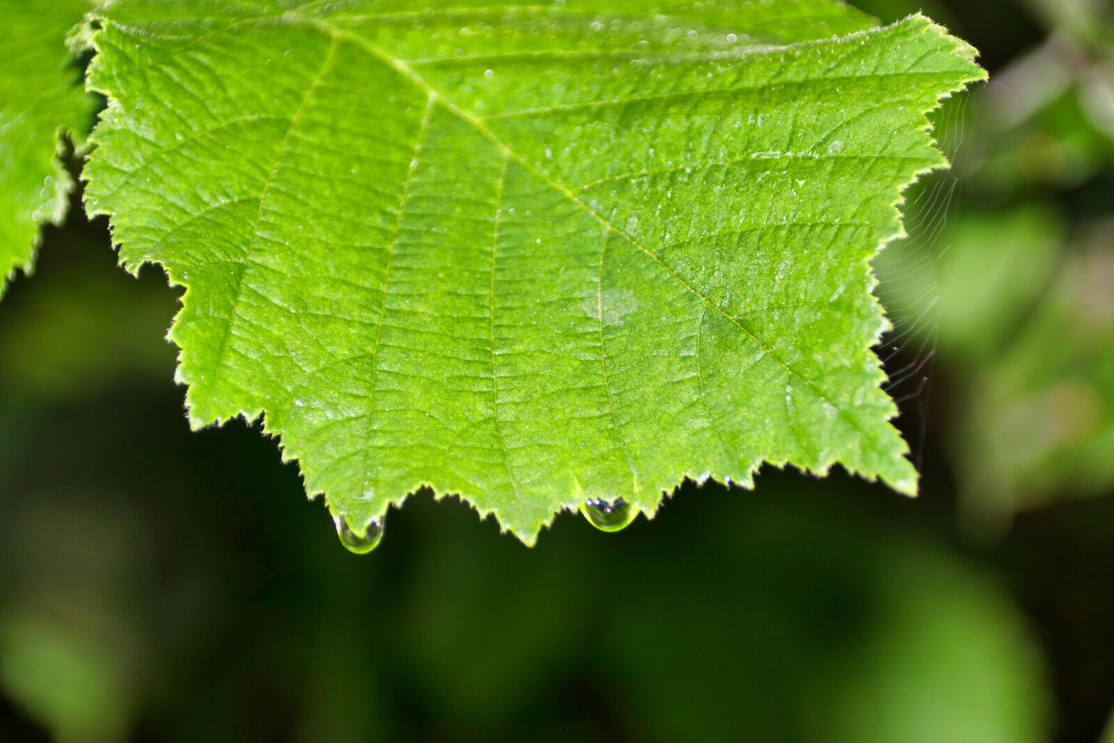 Canon EOS 80D sample photo. Leaf, plants, drip photography