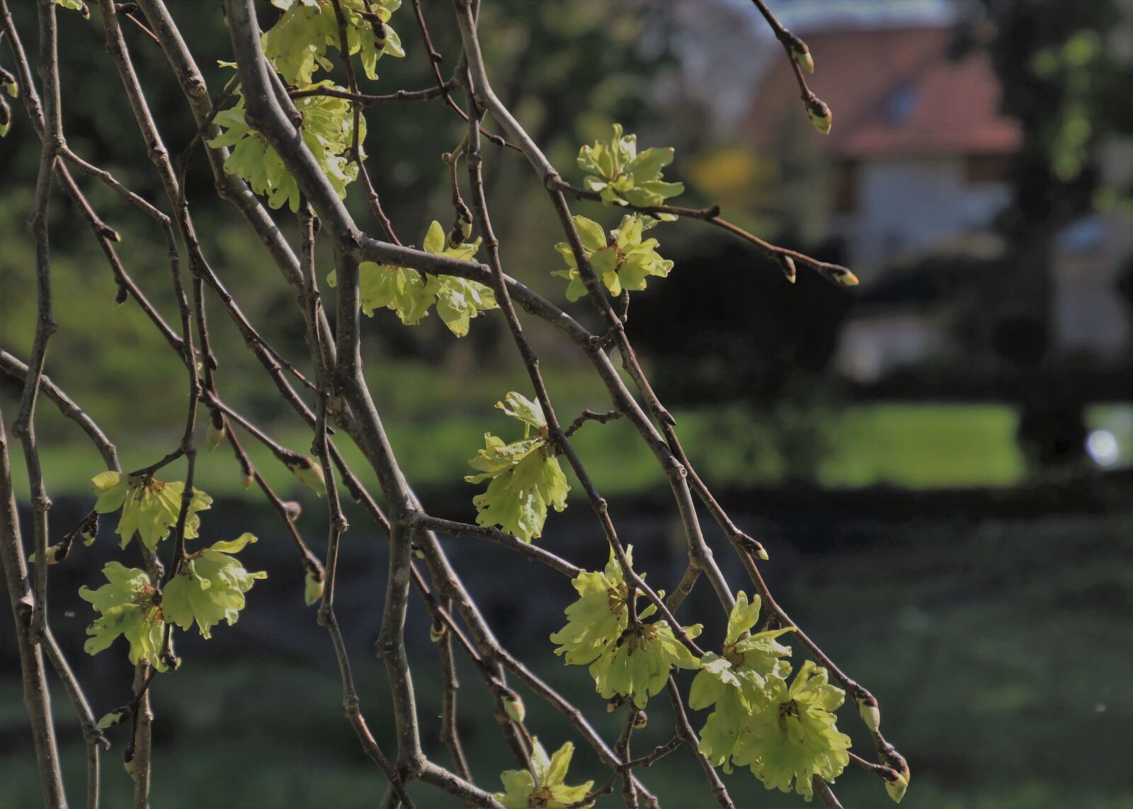 Canon EOS 80D sample photo. Garden, mystery, scenery photography