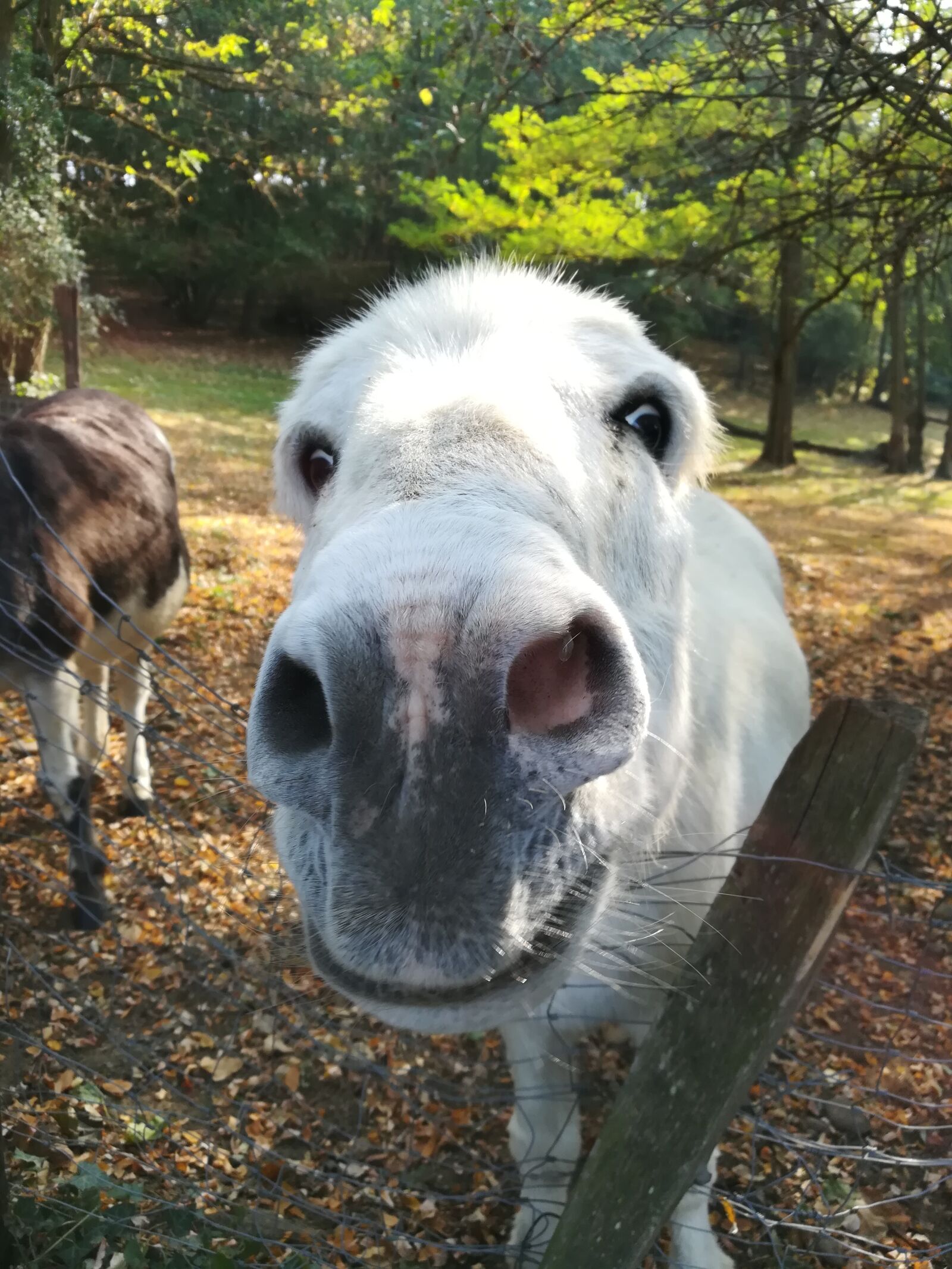 HUAWEI GR5 2017 sample photo. Donkey, animals, head photography