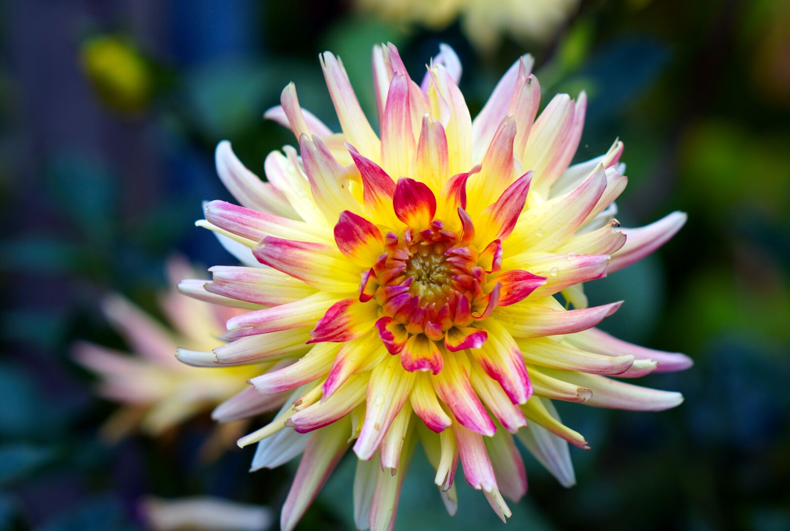 Sony a6400 + E 50mm F1.8 OSS sample photo. Dahlia, blossom, bloom photography