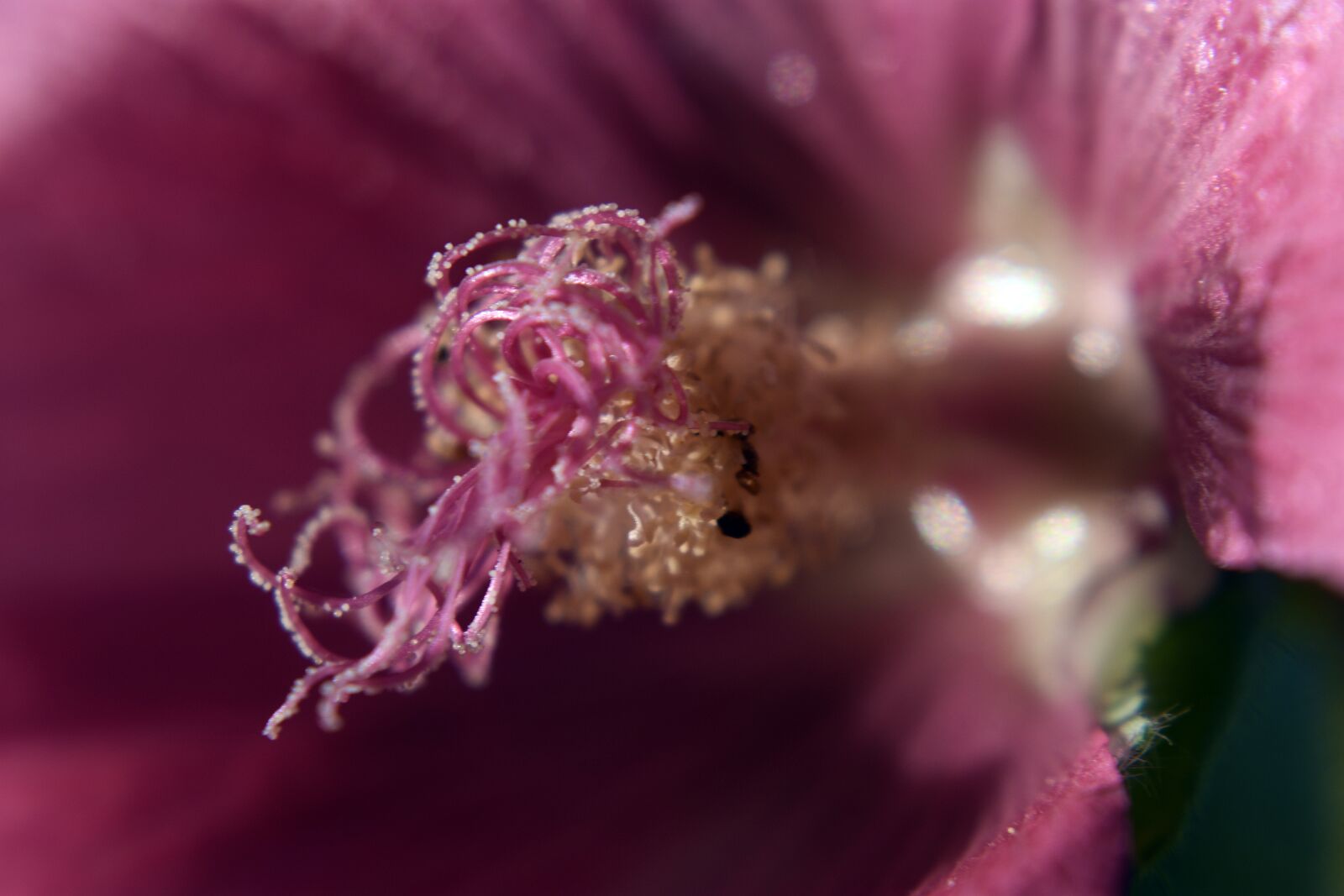 Nikon D3400 sample photo. Flower, flowers, summer photography