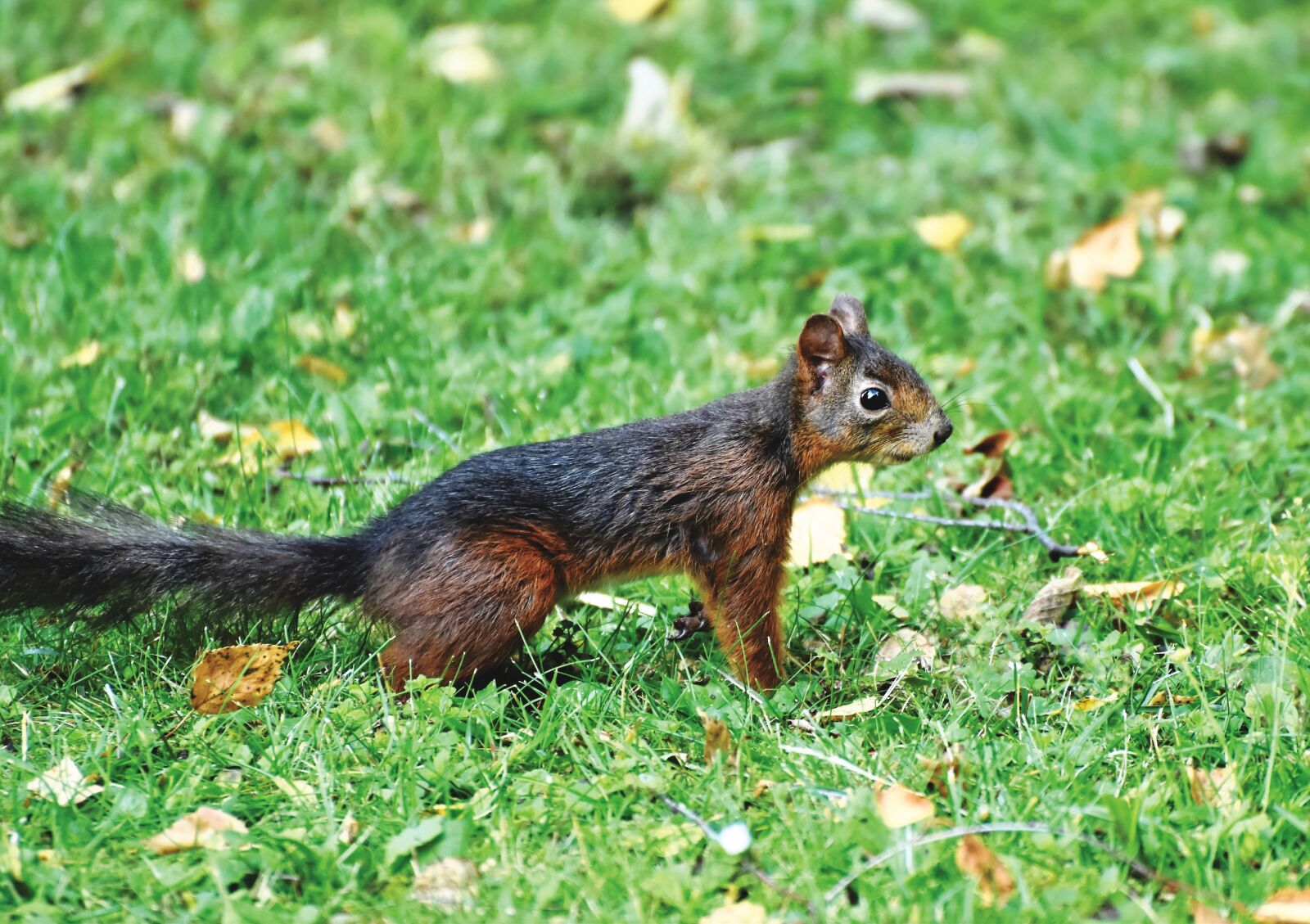 Nikon D7200 sample photo. Squirrel, verifiable kitten, rodent photography
