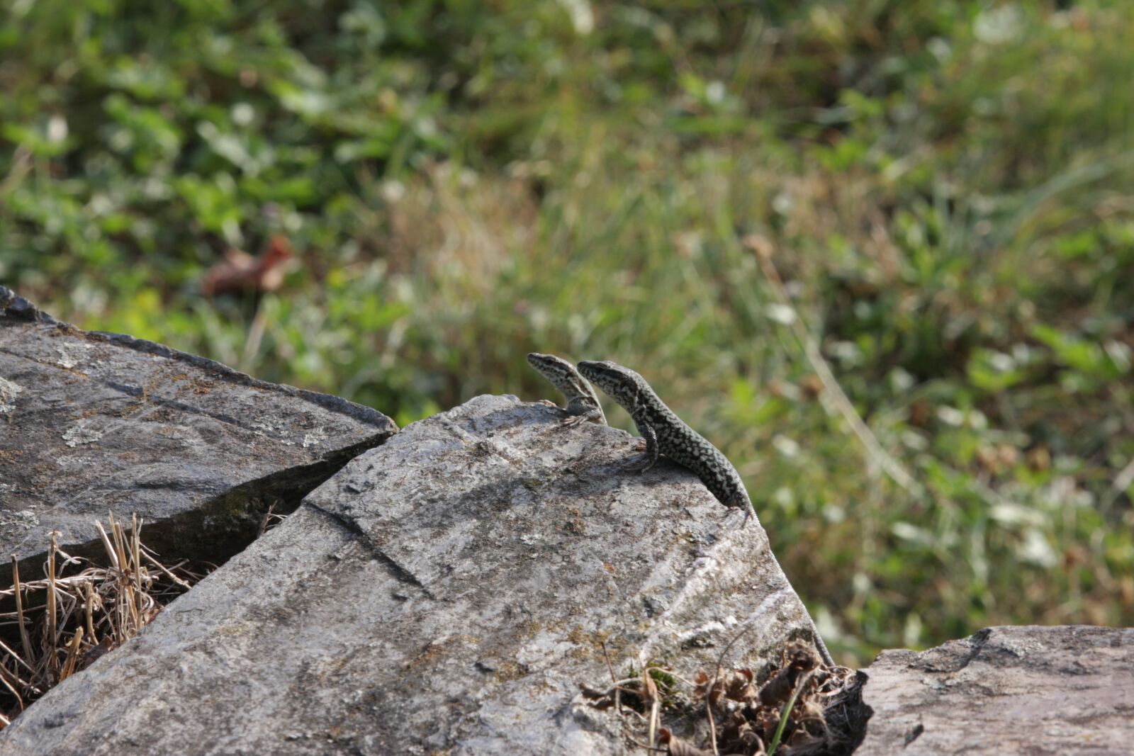 Canon EOS 40D sample photo. Lizards, reptile, cold blooded photography