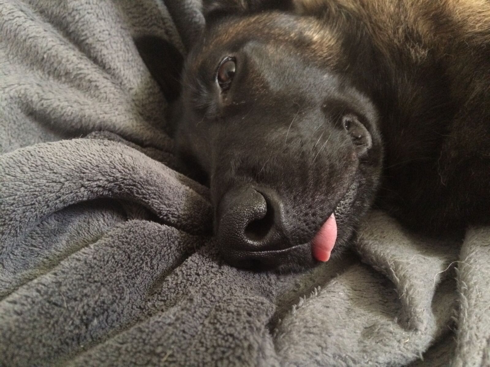 iPhone 5s back camera 4.15mm f/2.2 sample photo. Snout, dog, sleeps photography