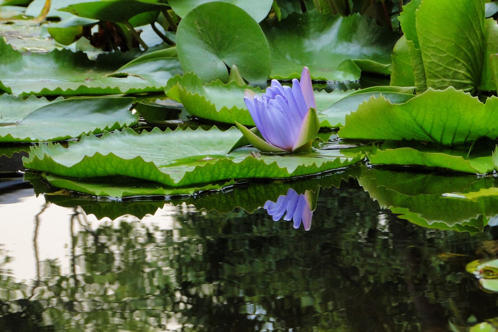 Sony Cyber-shot DSC-HX1 sample photo. Nymphaea alba, lotus, summer photography