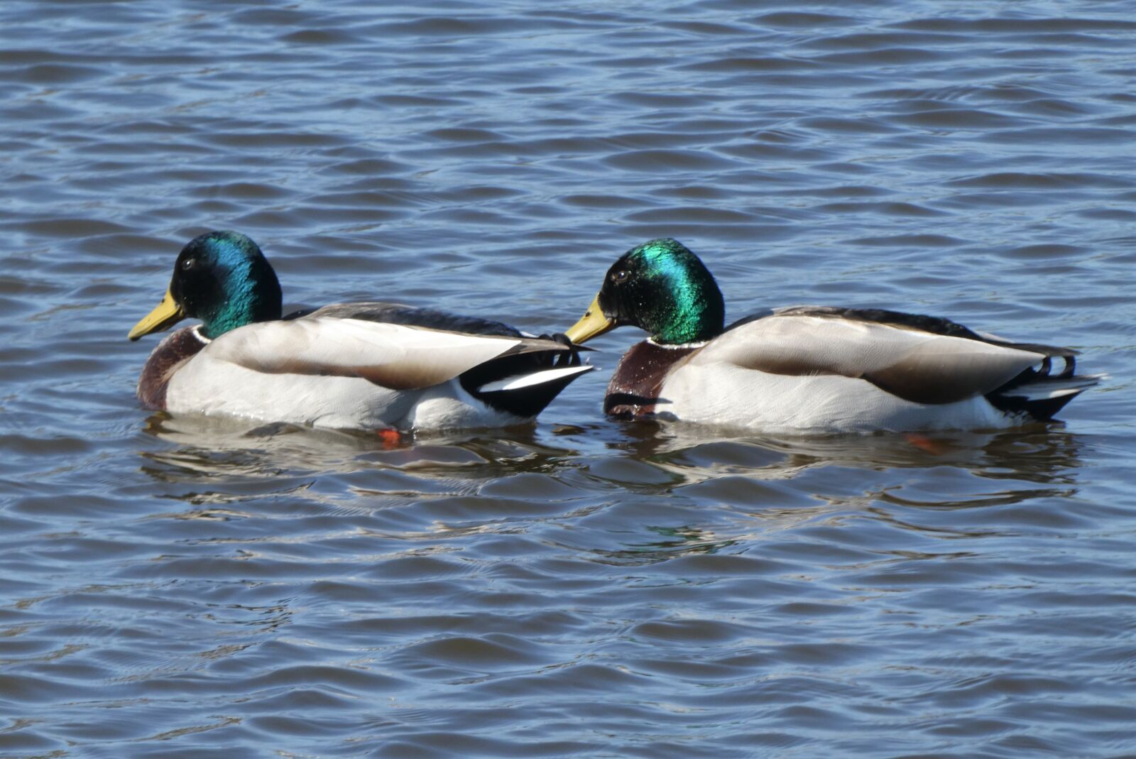 Panasonic Lumix DC-ZS70 (Lumix DC-TZ90) sample photo. Ducks, duck, waterfowl photography