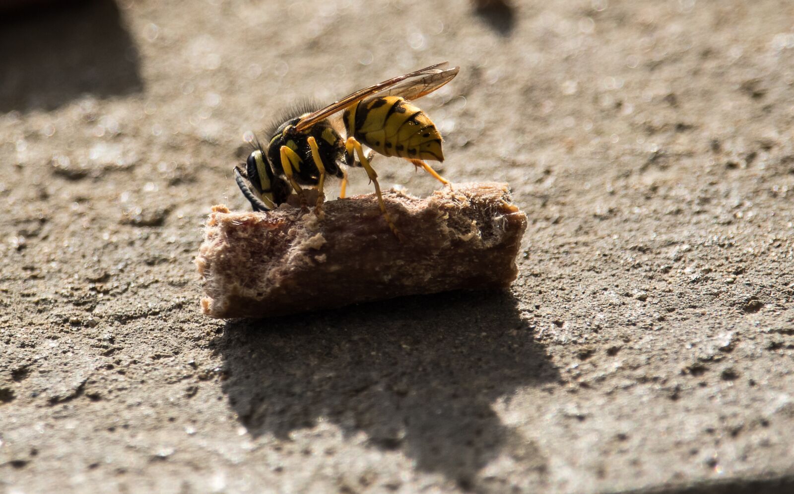 Canon EF-S 55-250mm F4-5.6 IS STM sample photo. Wasp, insect, animal photography