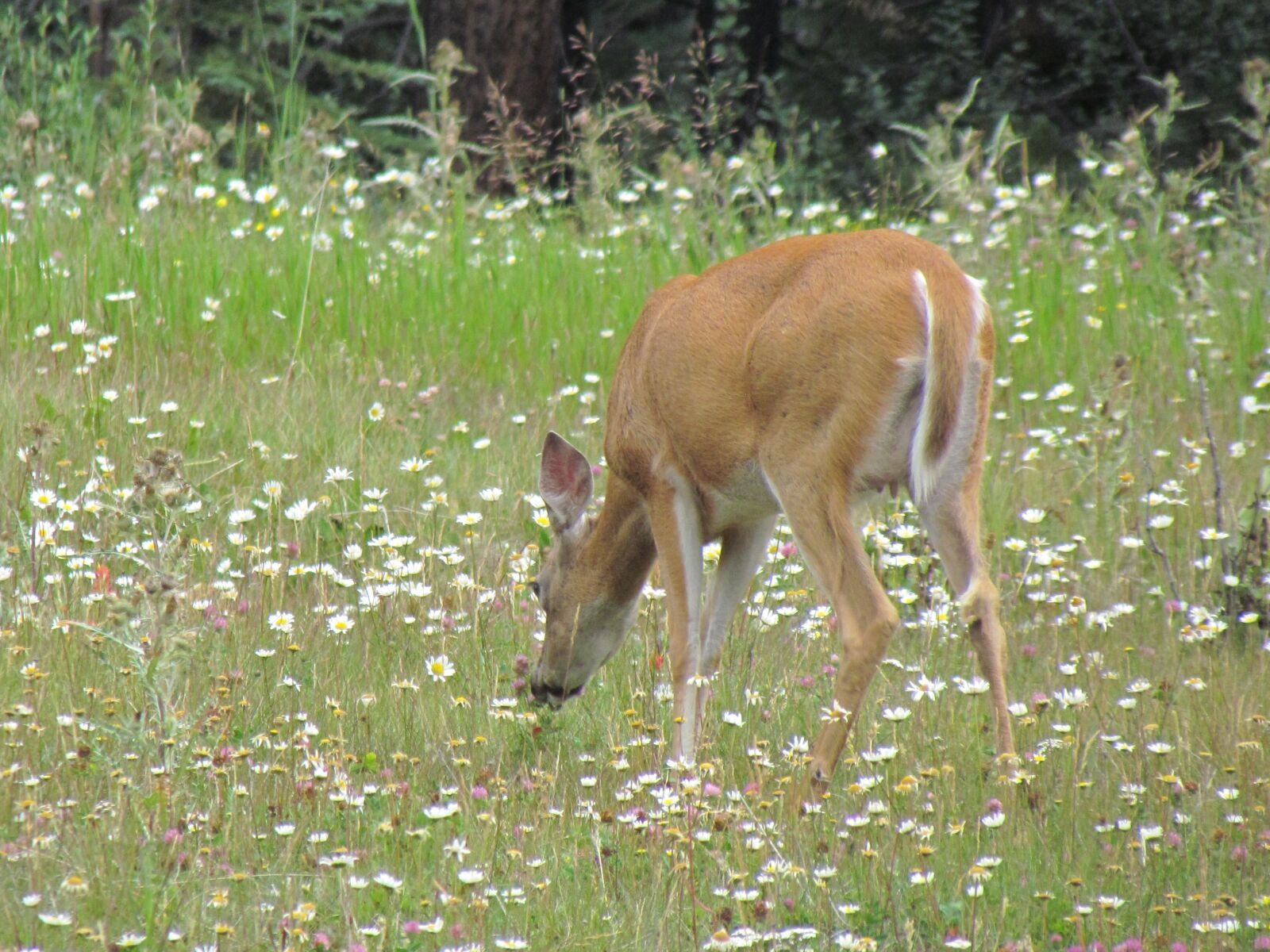 Canon PowerShot SX30 IS sample photo. Deer, biche, wild animal photography
