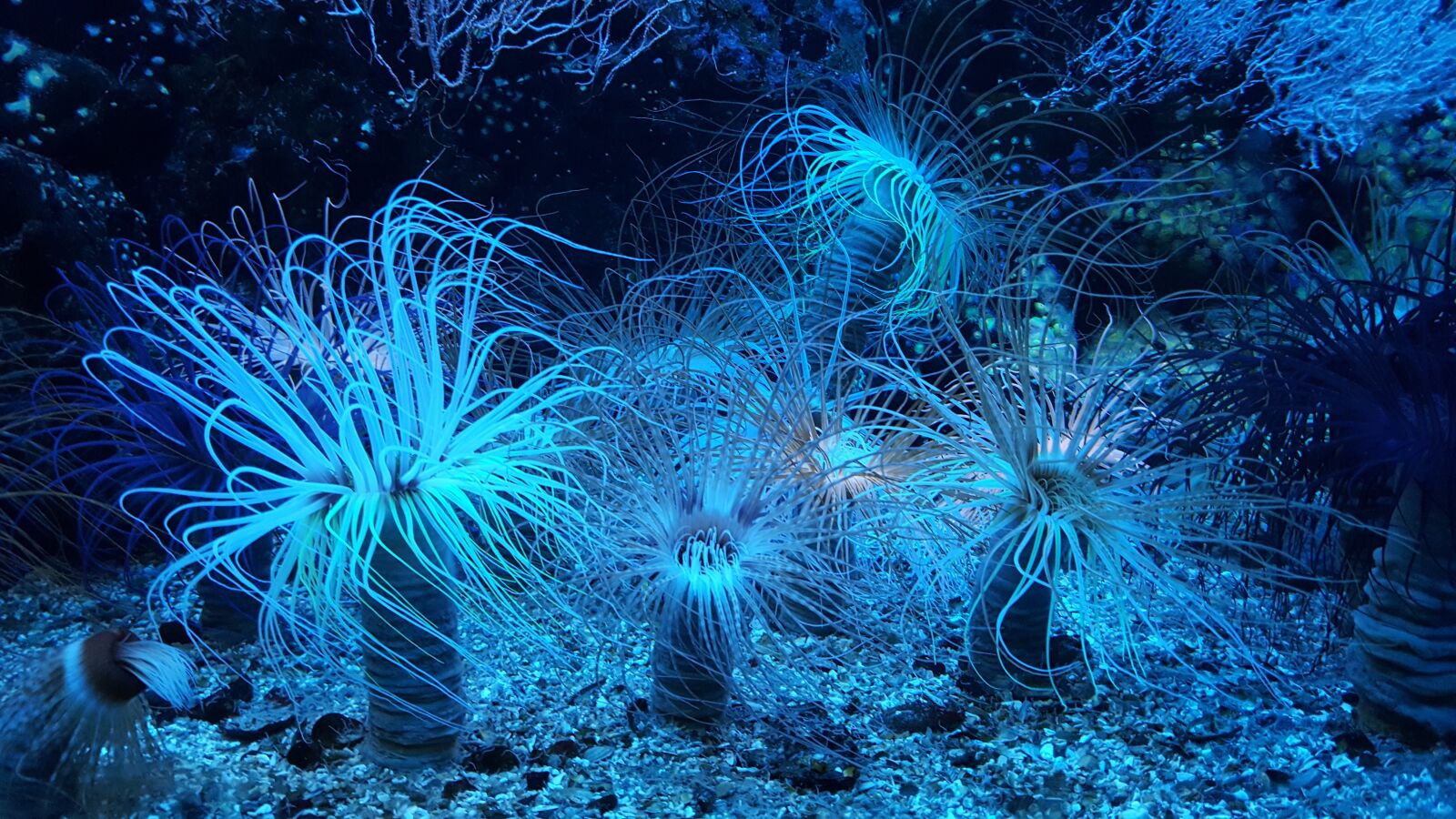Samsung Galaxy S6 sample photo. Anemone, reef, aquarium photography