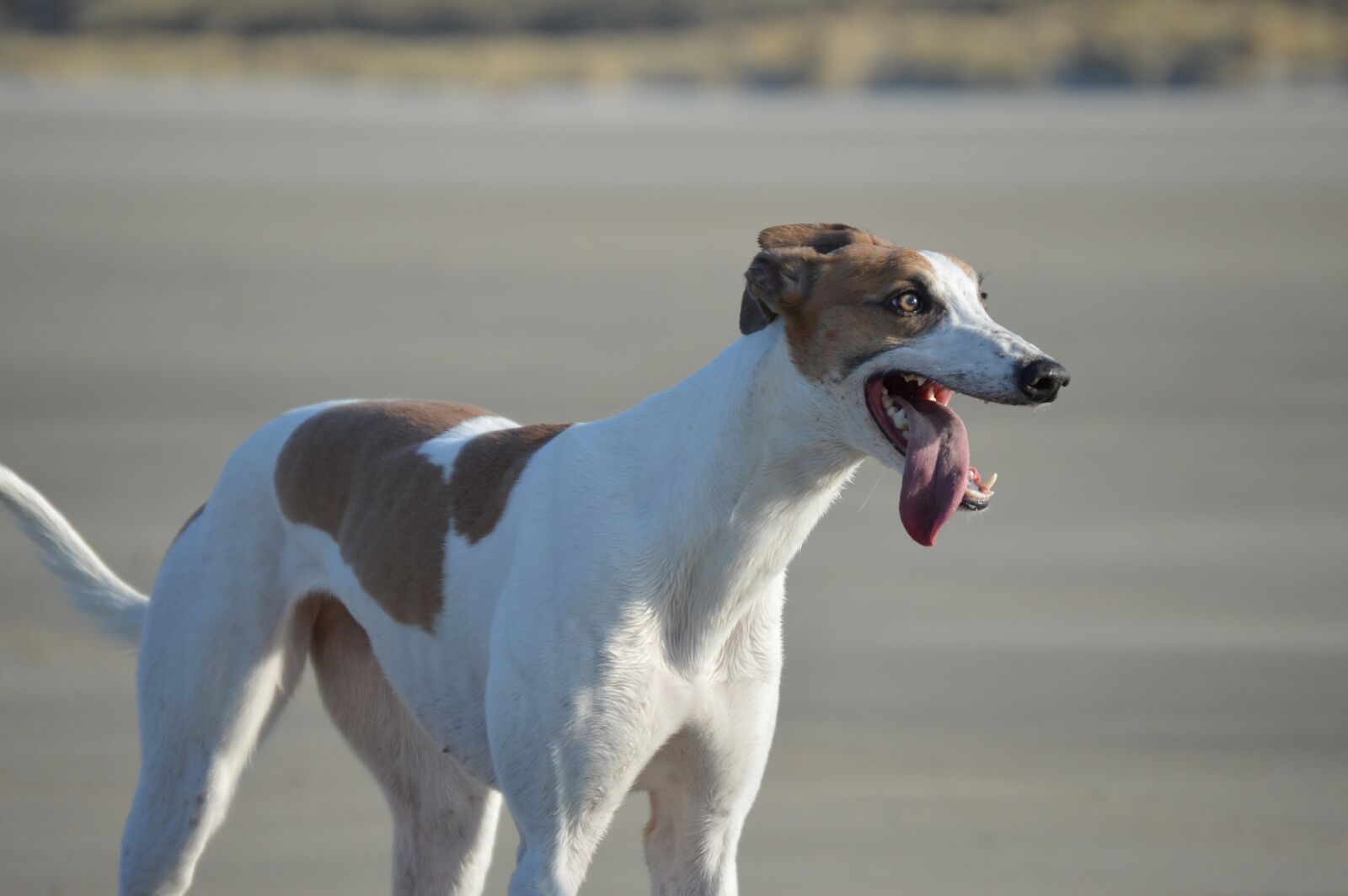 Nikon D3200 sample photo. Greyhound, beach, holland photography