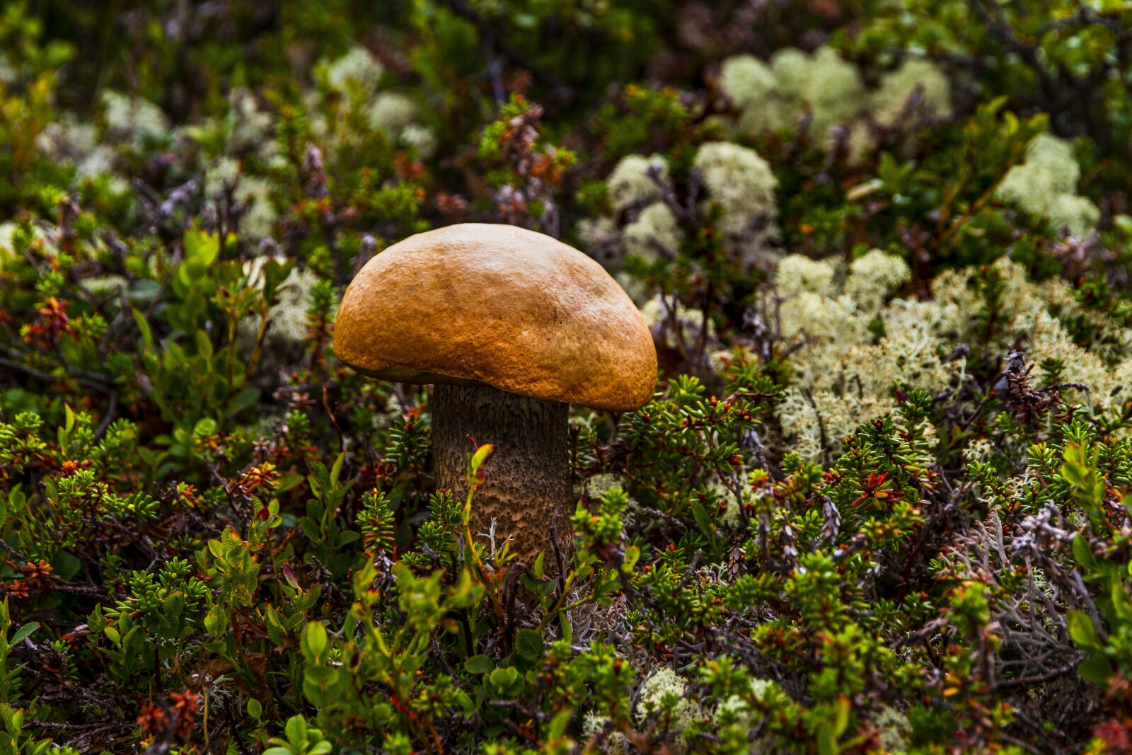 Canon EOS 7D sample photo. Mushrooms, r dskrubb, the photography