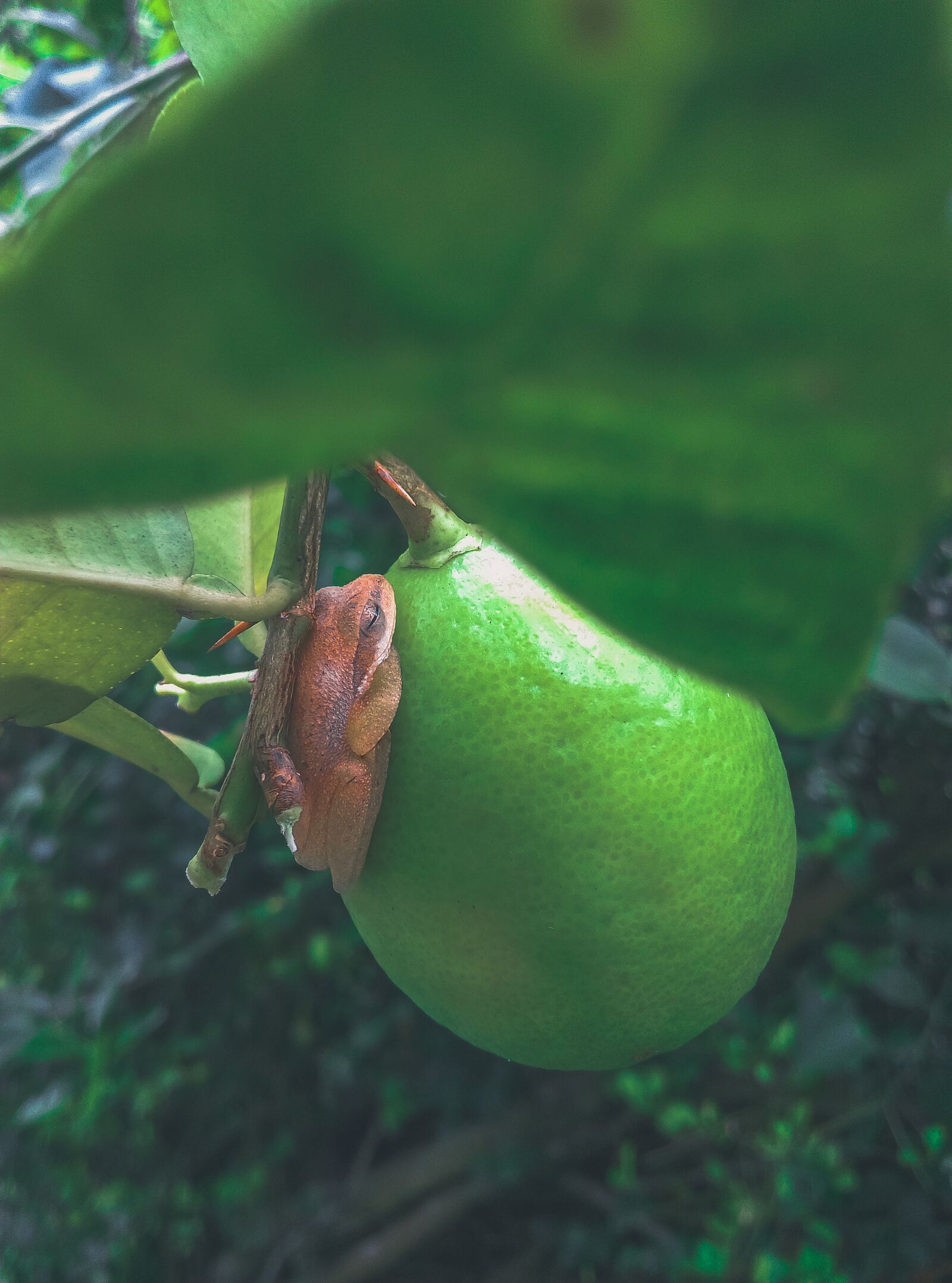 HTC DESIRE 10 LIFESTYLE sample photo. Lemon, frog, fruit photography