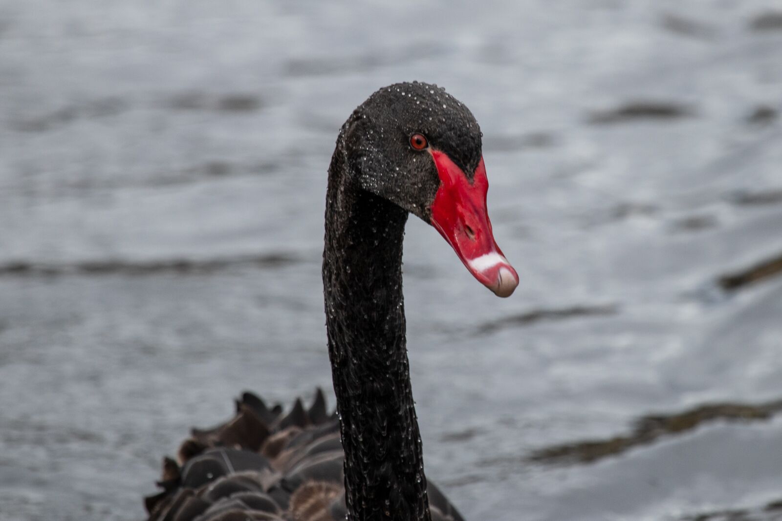 Canon EF 100-400mm F4.5-5.6L IS USM sample photo. Black swan, swan, wild photography