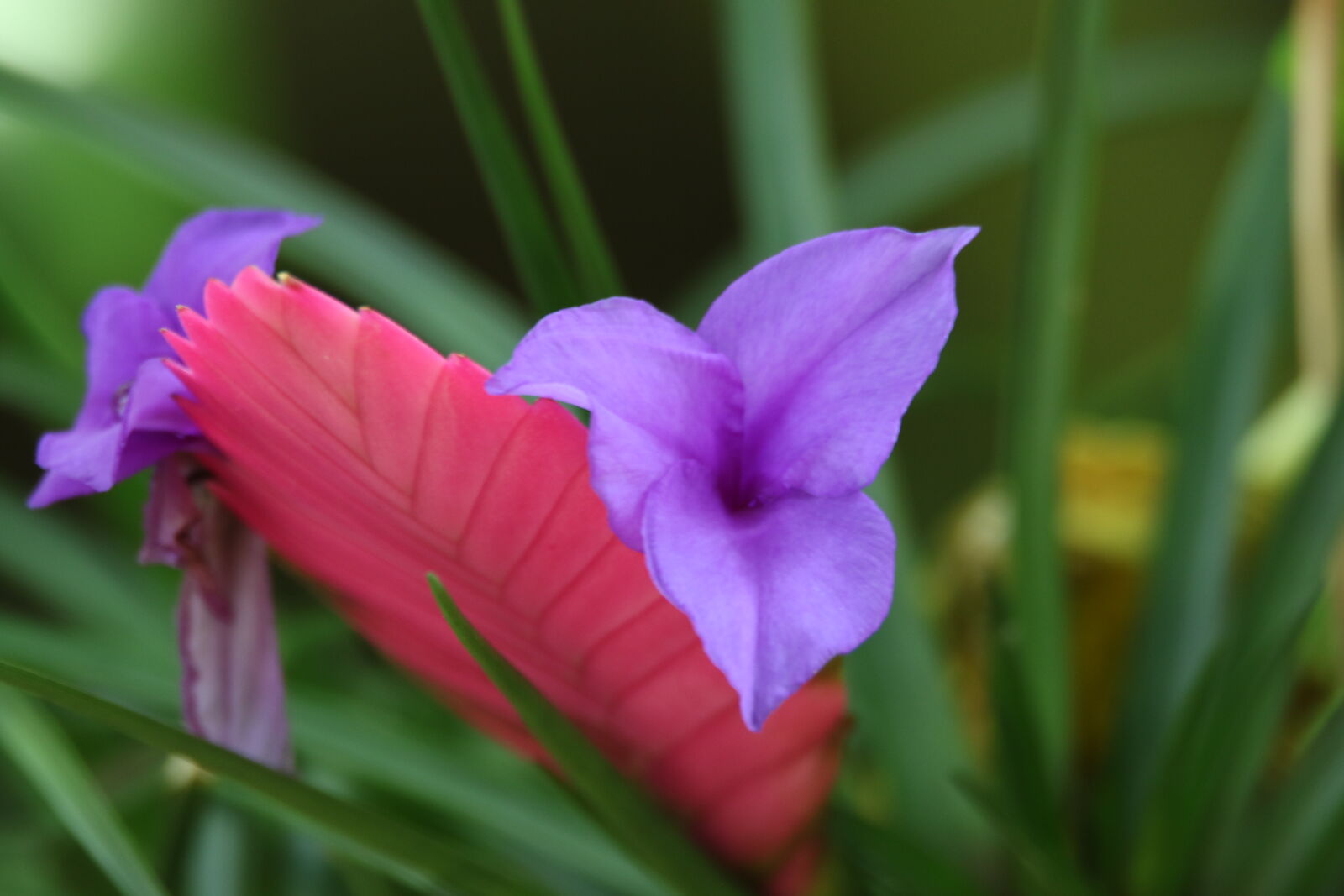 Canon EOS 7D Mark II sample photo. Colorful, exotic, exotic, flower photography