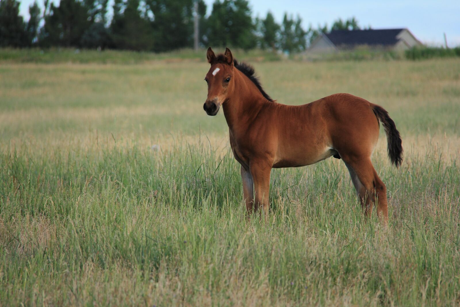 Canon EOS 60D sample photo. Colt in field, horse photography