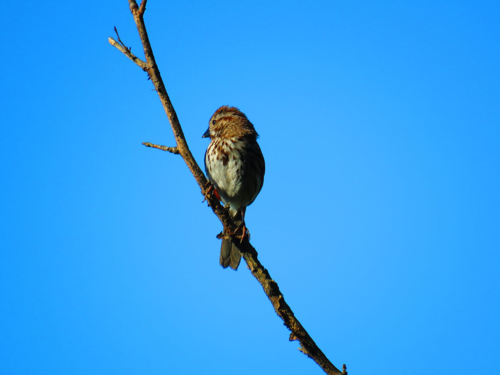 Canon PowerShot SX60 HS sample photo. Sparrow, bird, animal photography