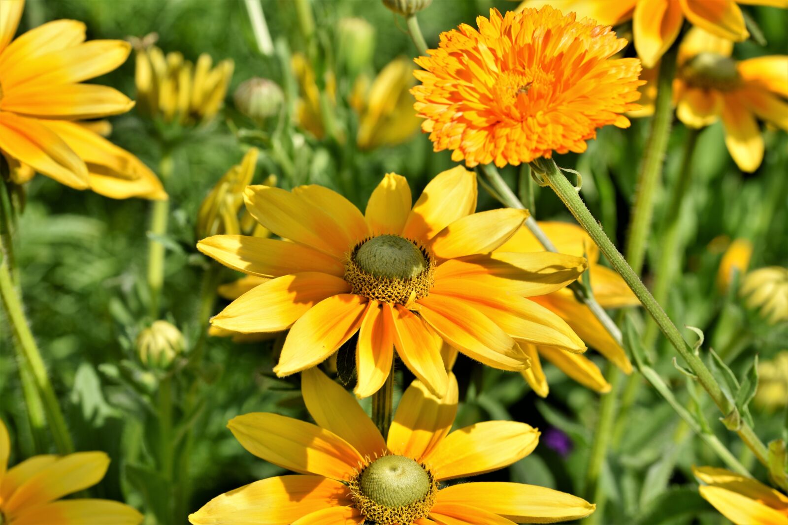 Nikon D7200 sample photo. High hat, rudbeckia nidita photography