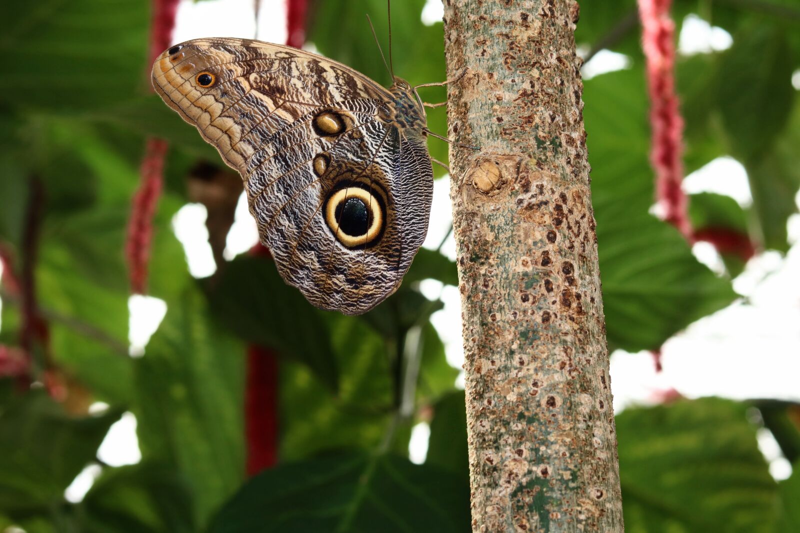 Canon EOS 750D (EOS Rebel T6i / EOS Kiss X8i) sample photo. Nature, animal world, tree photography