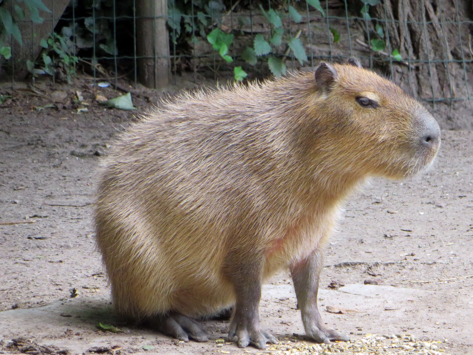 Canon PowerShot SX270 HS sample photo. Capibara, rodent, pig water photography