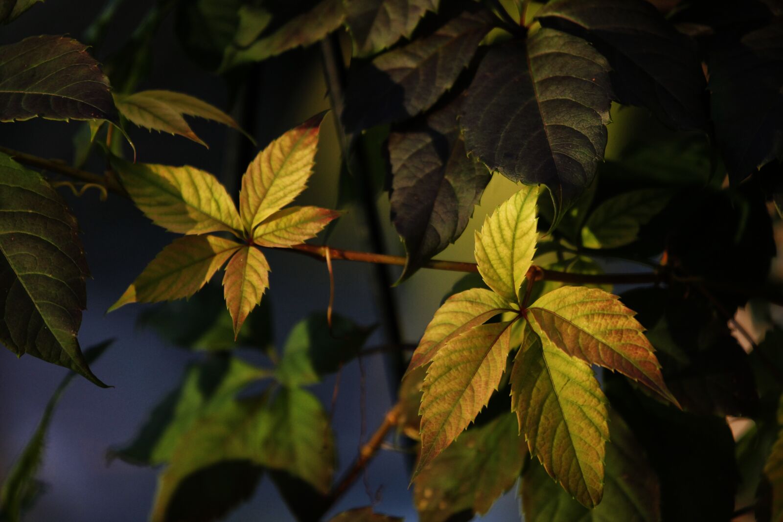 Canon EOS 5D Mark II sample photo. Leaves, color, bright photography