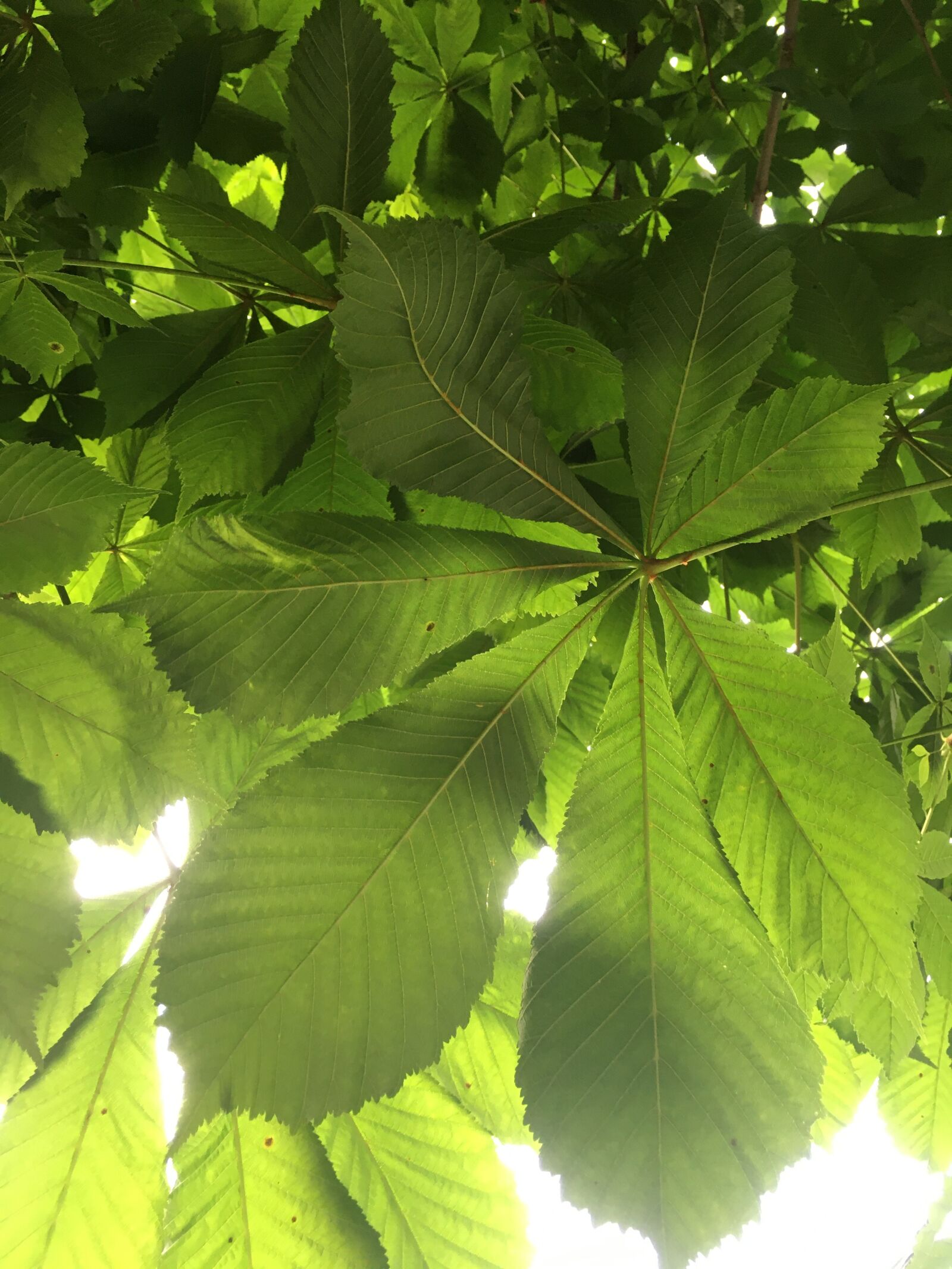 iPhone SE back camera 4.15mm f/2.2 sample photo. Horse chestnut, tree, world photography