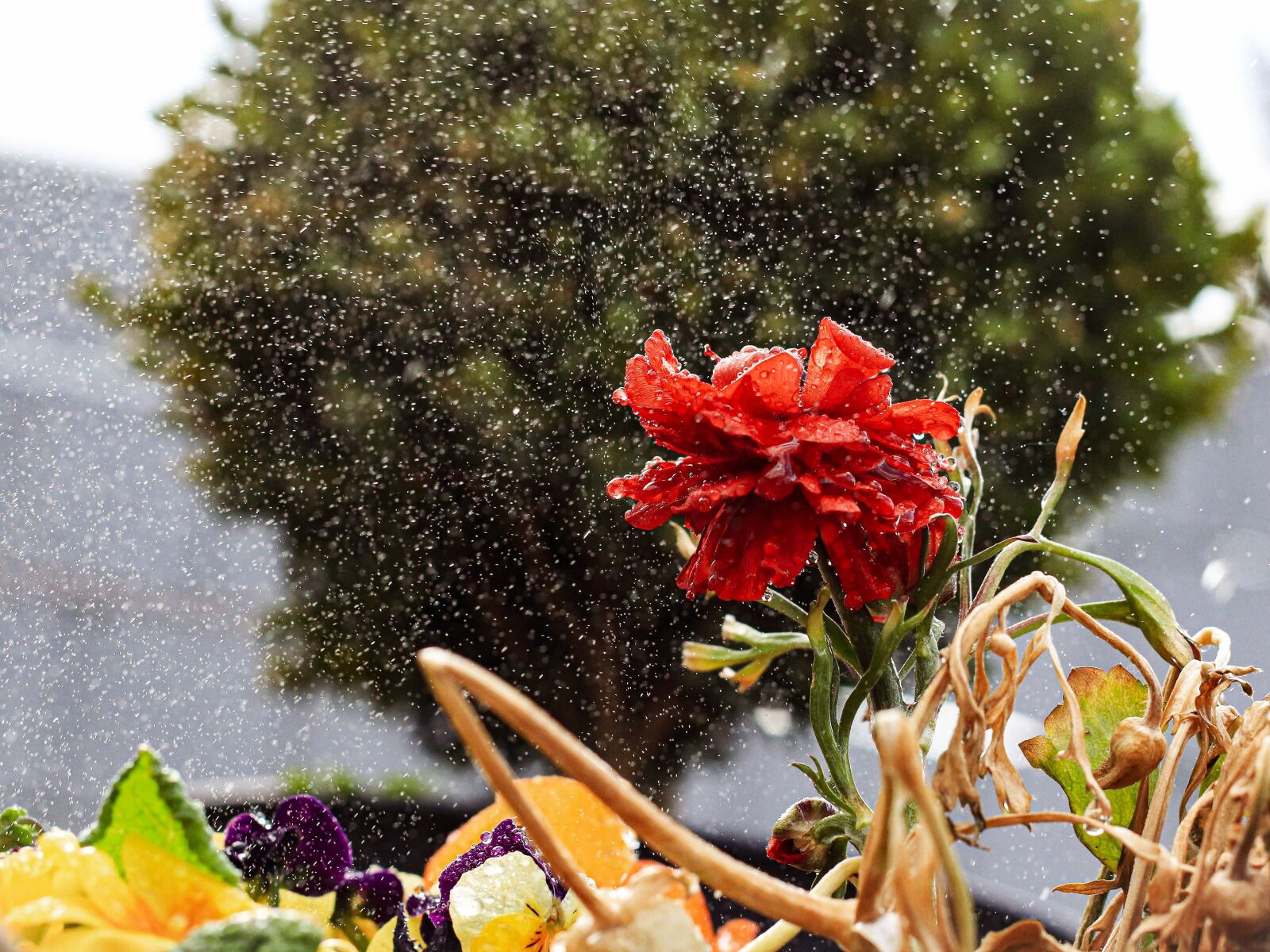 Canon EF 50mm F1.8 II sample photo. Flower, rain, nature photography