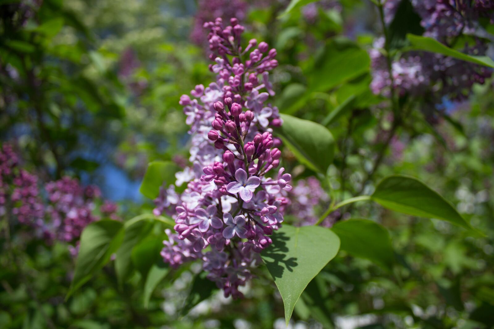 Canon EOS 1100D (EOS Rebel T3 / EOS Kiss X50) sample photo. Blooming, plant, nature photography