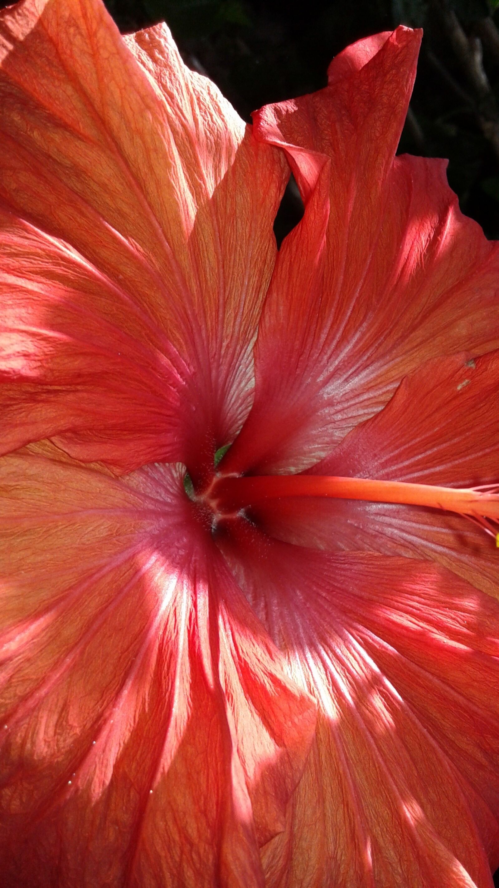 Samsung Galaxy Core sample photo. Hibiscus, pink, flower photography