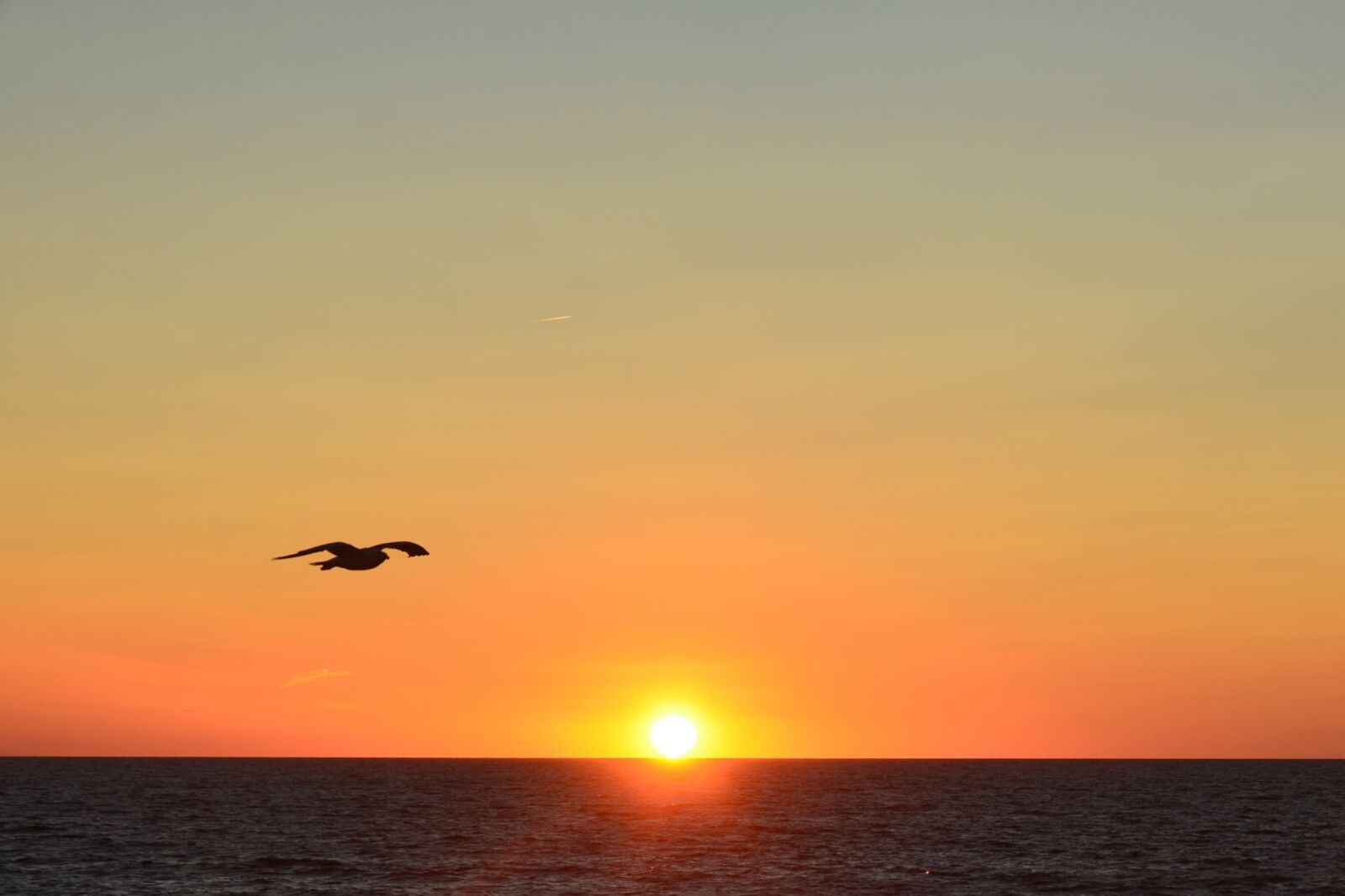 Nikon D7100 sample photo. Sunset, bird, freedom photography