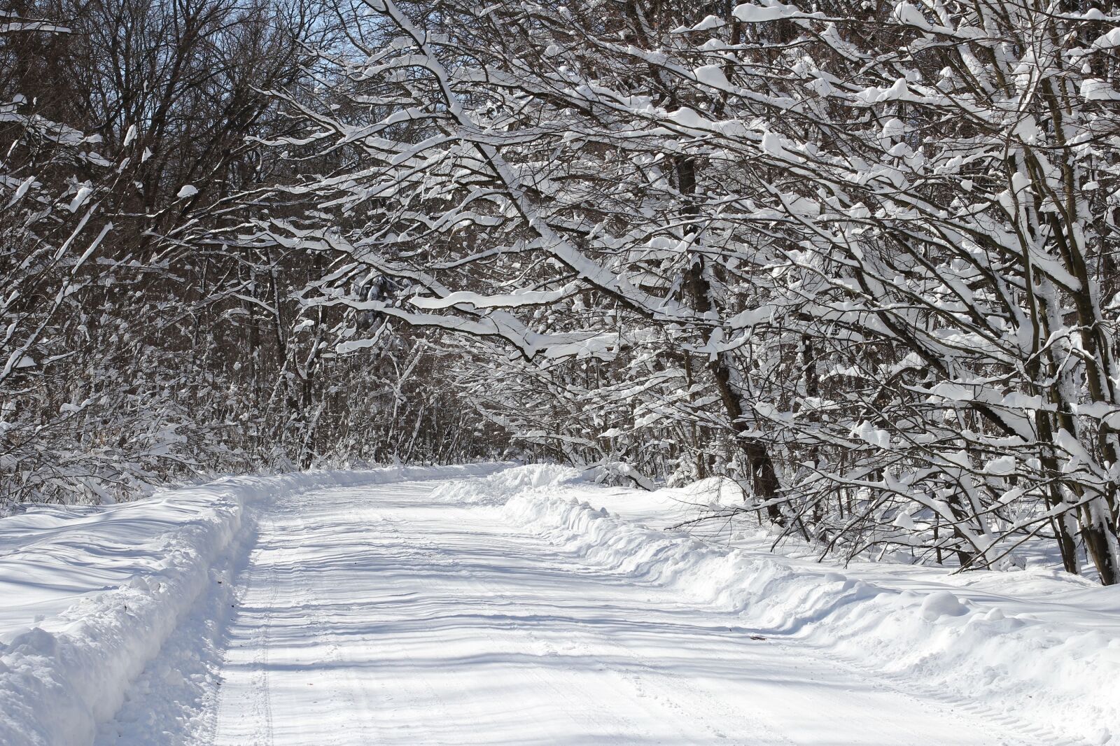 Canon EOS 550D (EOS Rebel T2i / EOS Kiss X4) sample photo. Winter, snow, scenic photography