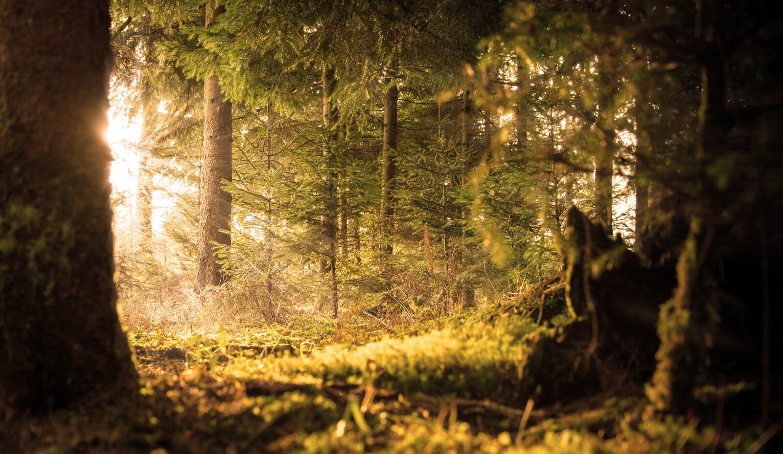 Nikon D610 sample photo. Forest, sun, rays photography