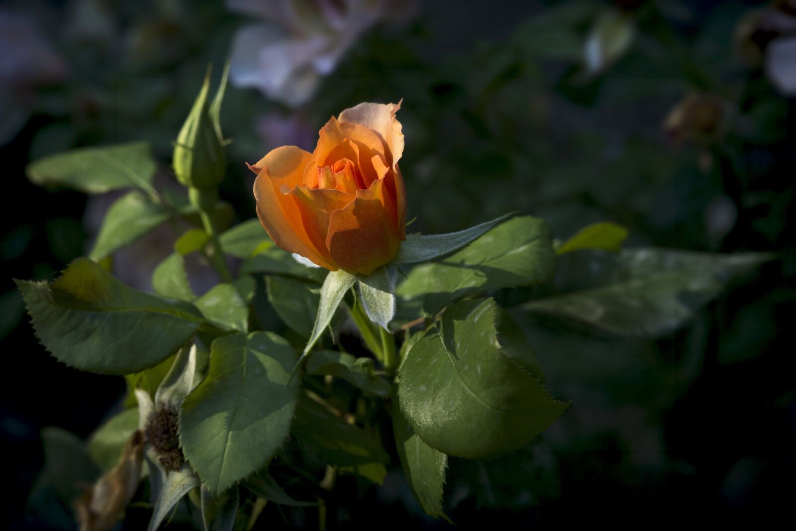 Canon EOS 6D sample photo. Rosa, garden, green photography