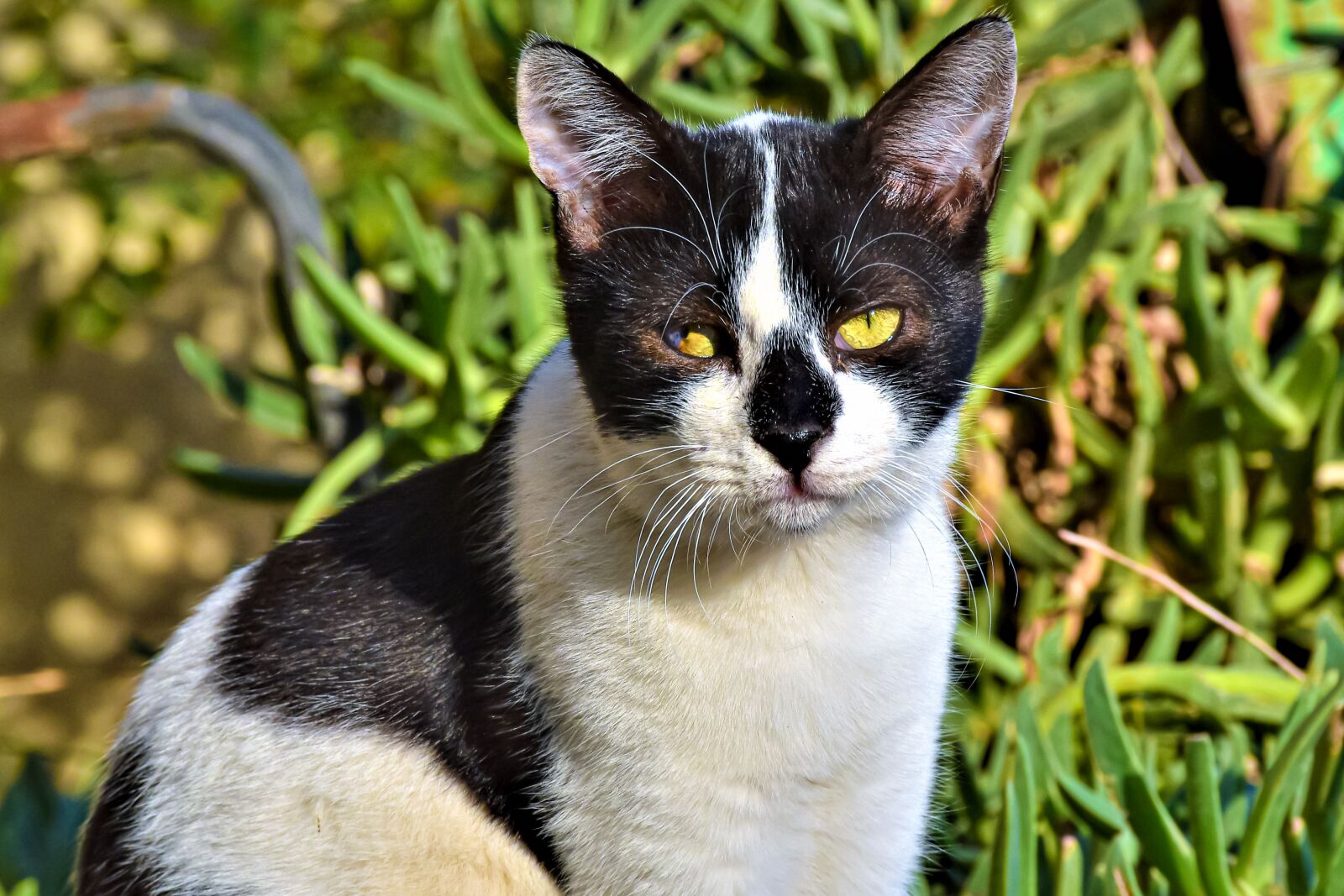 Nikon D5600 sample photo. Cat, different eyes, cute photography