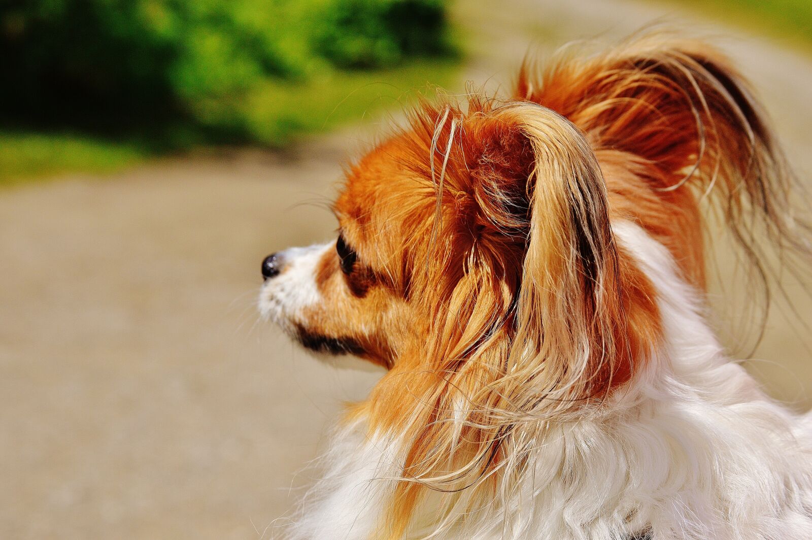 Nikon D3200 sample photo. Dog, chihuahua, cute photography