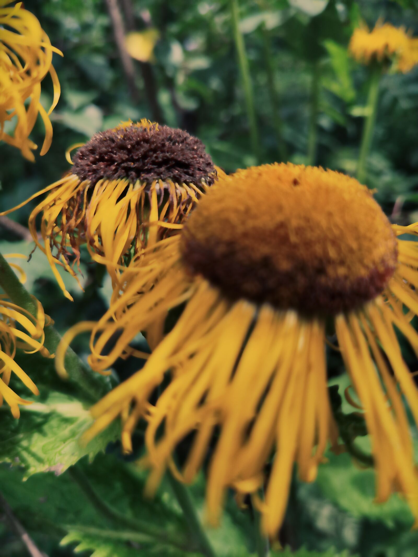 HUAWEI ELS-NX9 sample photo. Sunflower, nature, summer photography