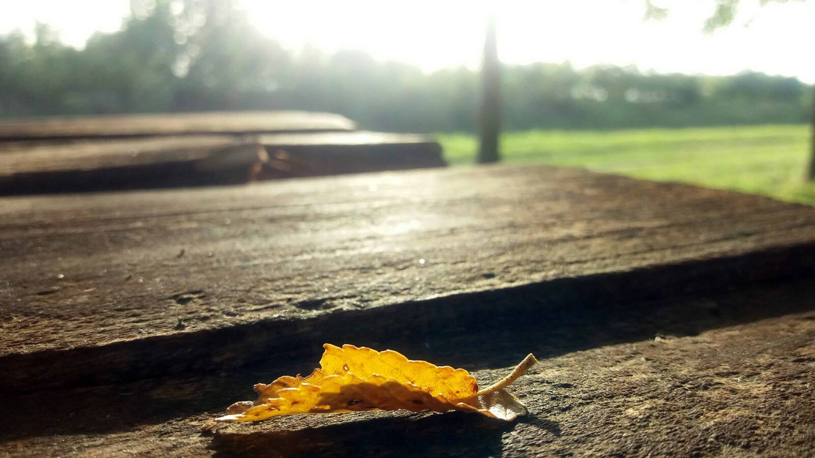 Samsung Galaxy J5 sample photo. Landscape, leaf, autumn, daylight photography