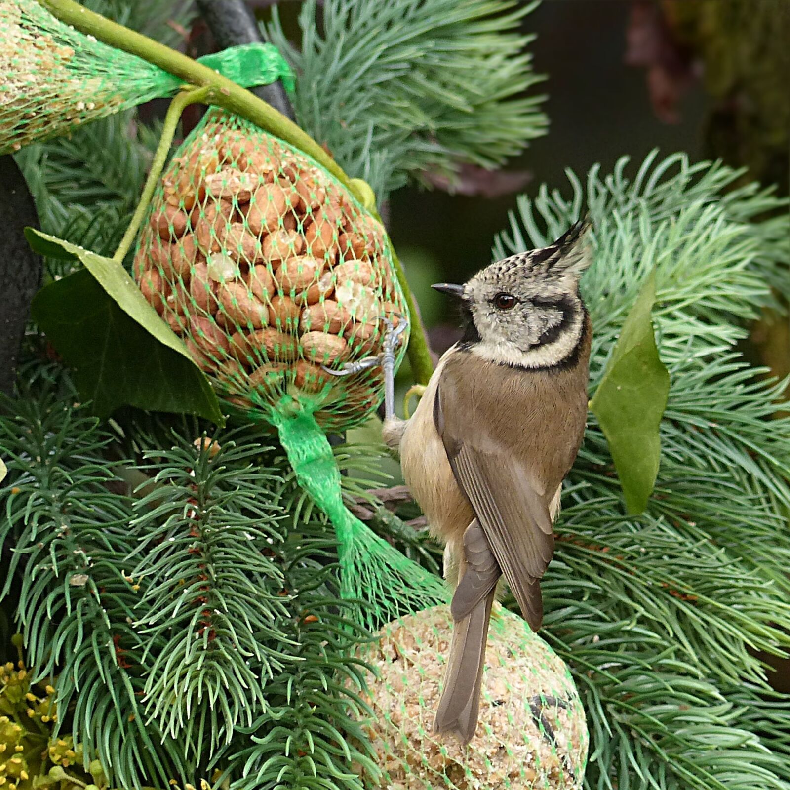 Panasonic Lumix DMC-FZ200 sample photo. Animal, bird, tit photography