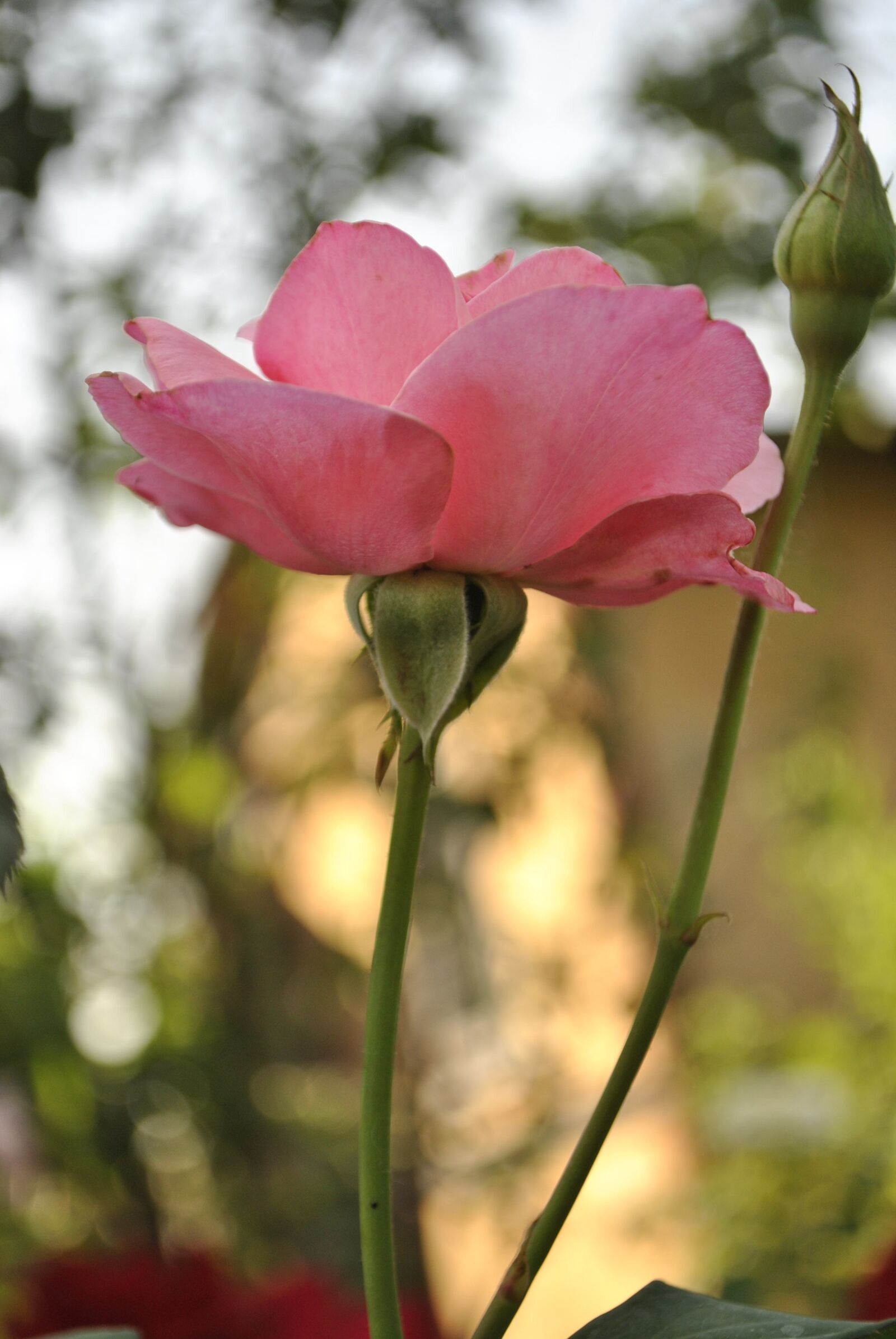 Nikon D3000 sample photo. Rose, nature, bud photography