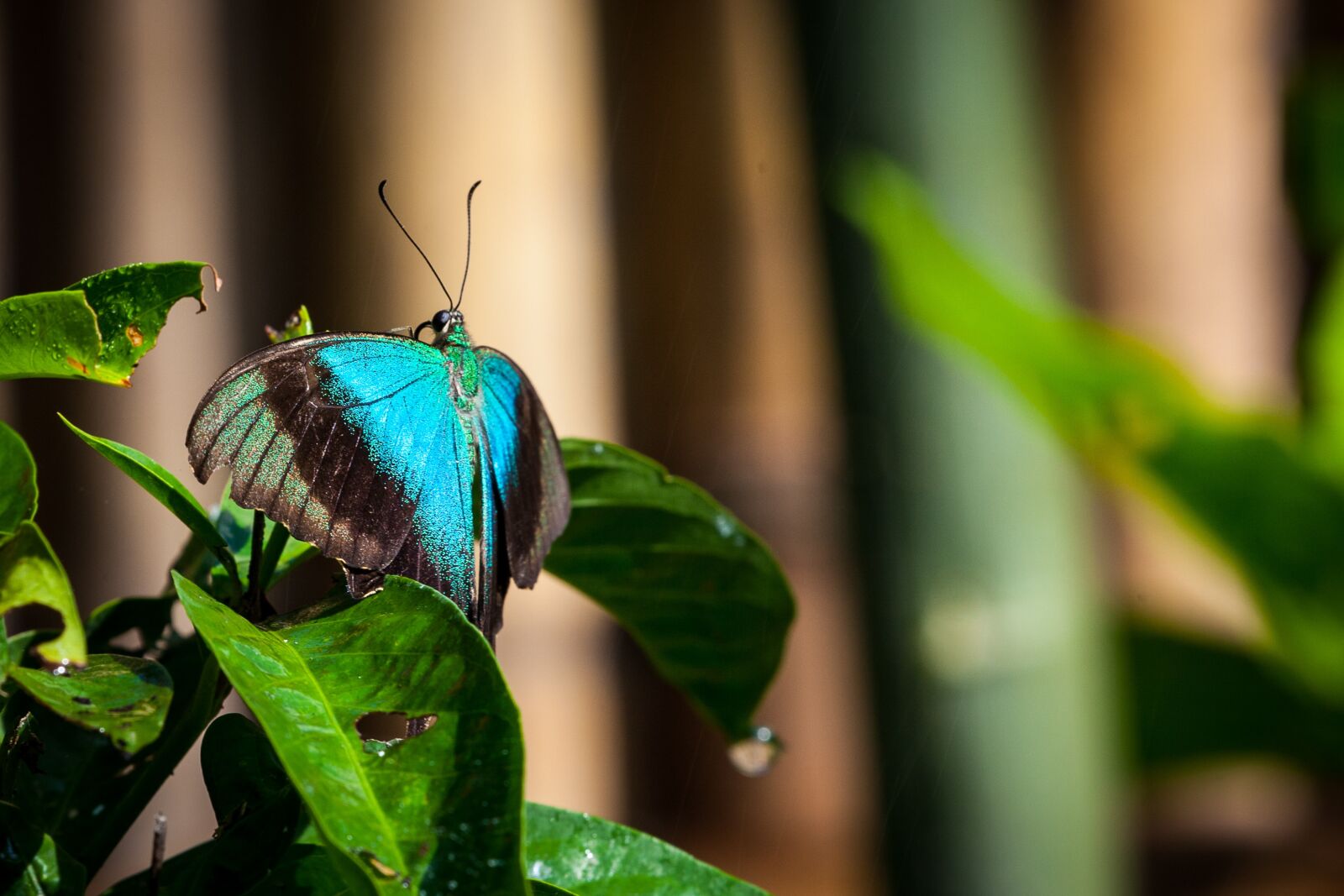 Canon EOS 5D Mark II sample photo. Butterfly, animal, insect photography